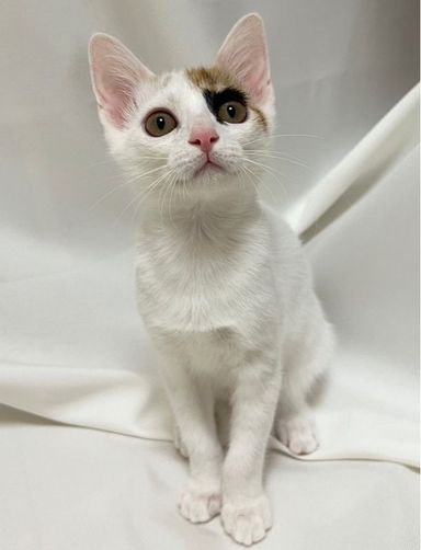 ことばの写真