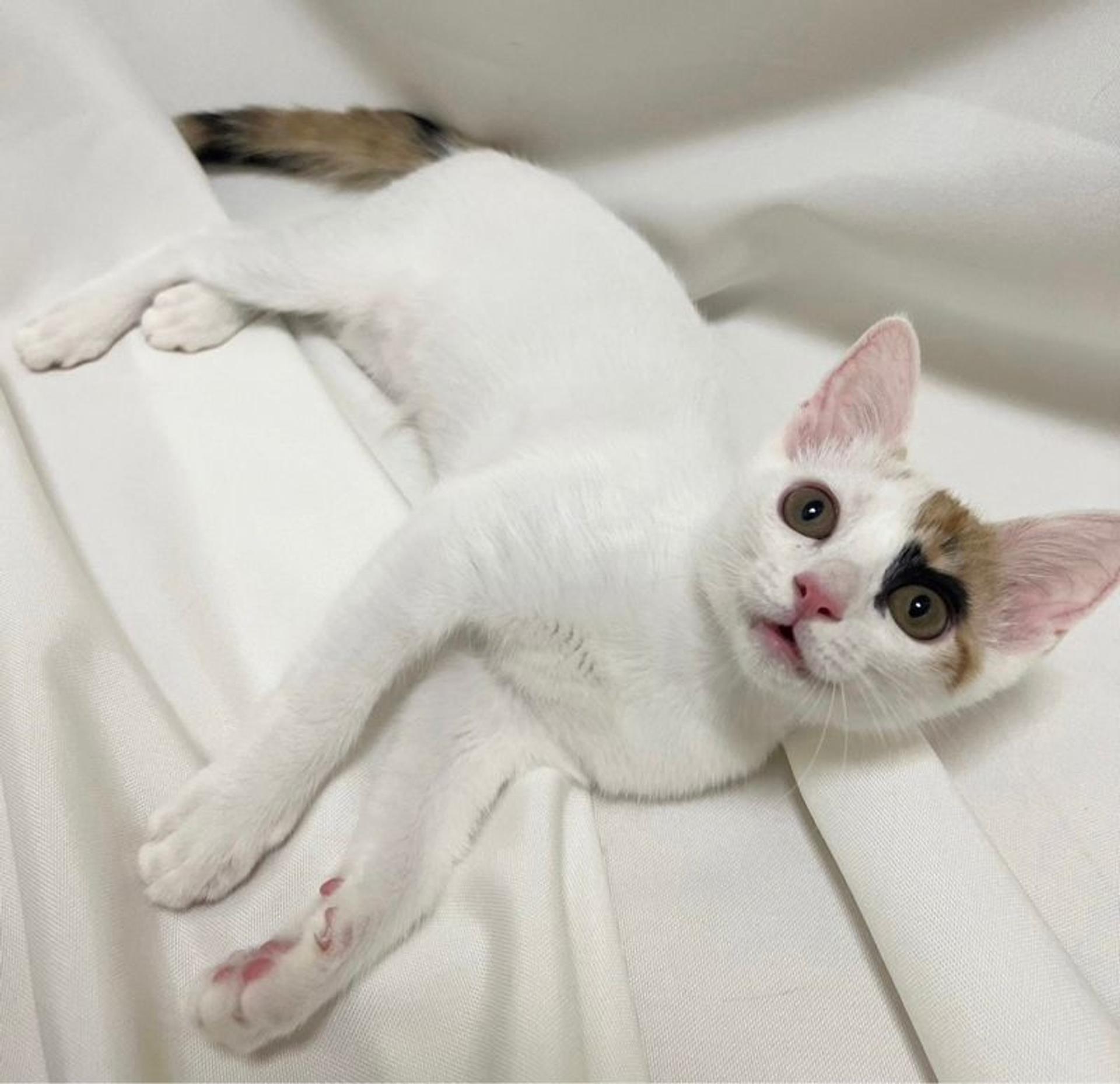 pet-image-2