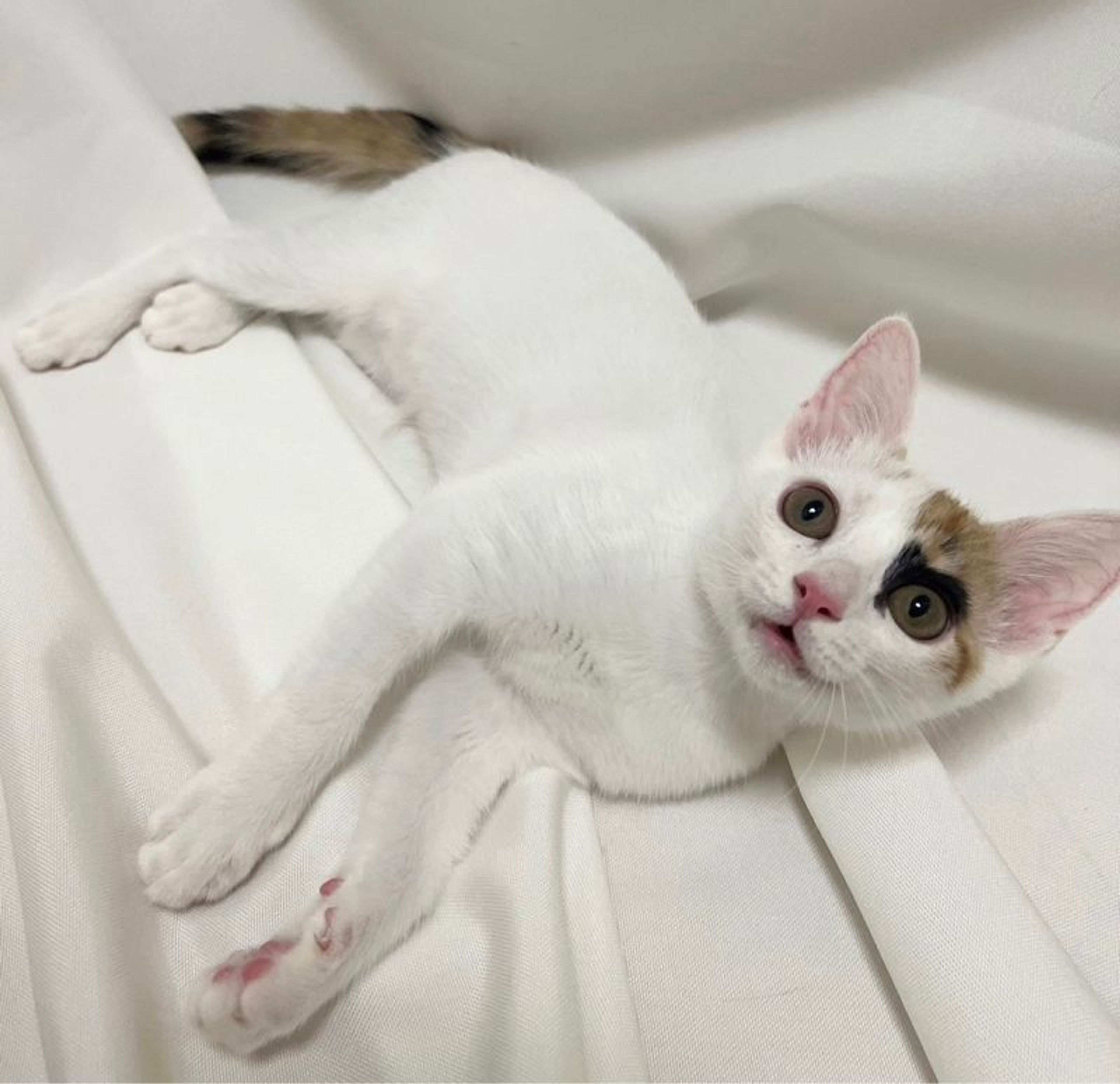 pet-image-2
