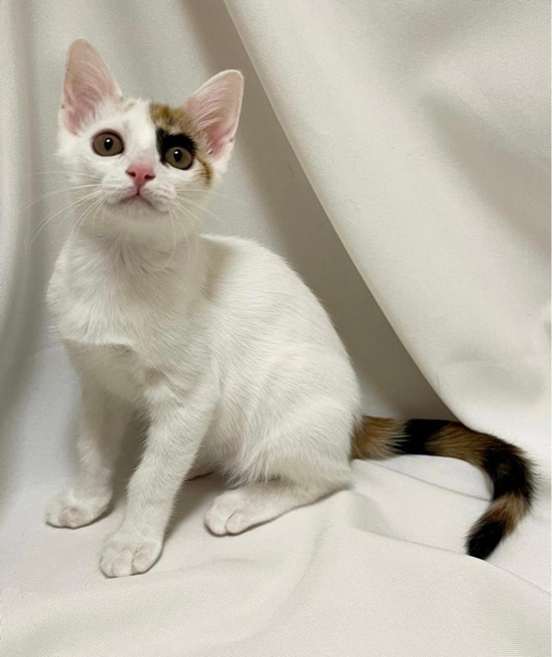 pet-image-3