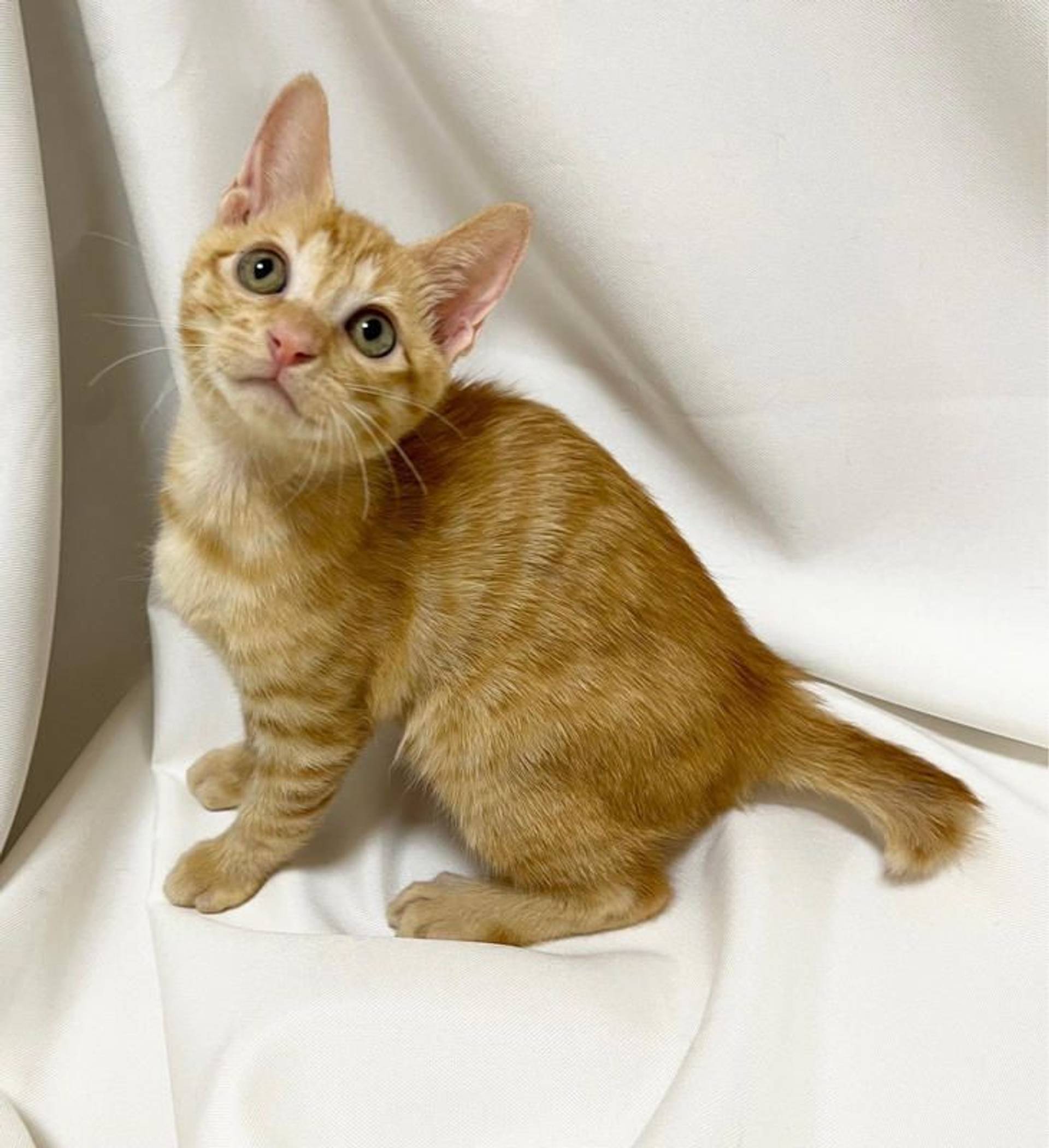 雑種（ミックス猫）・オスの里親募集の写真