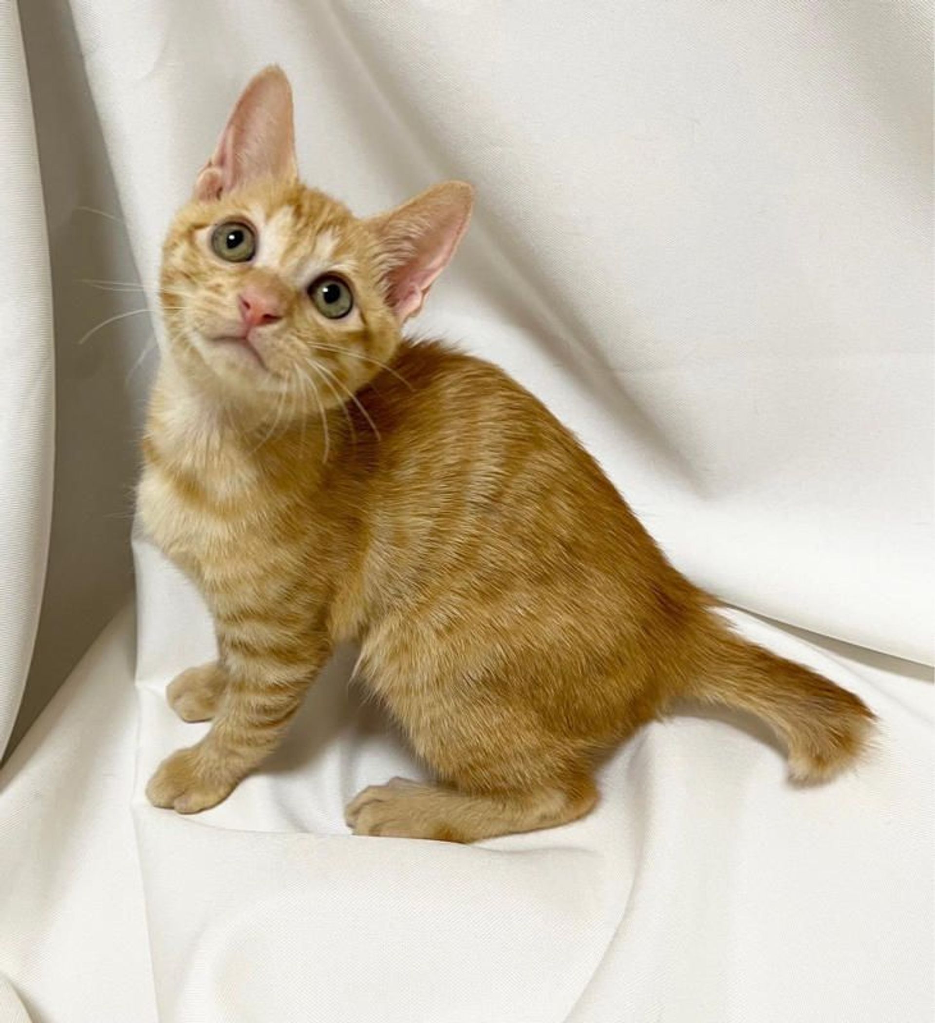 雑種（ミックス猫）・オスの里親募集の写真