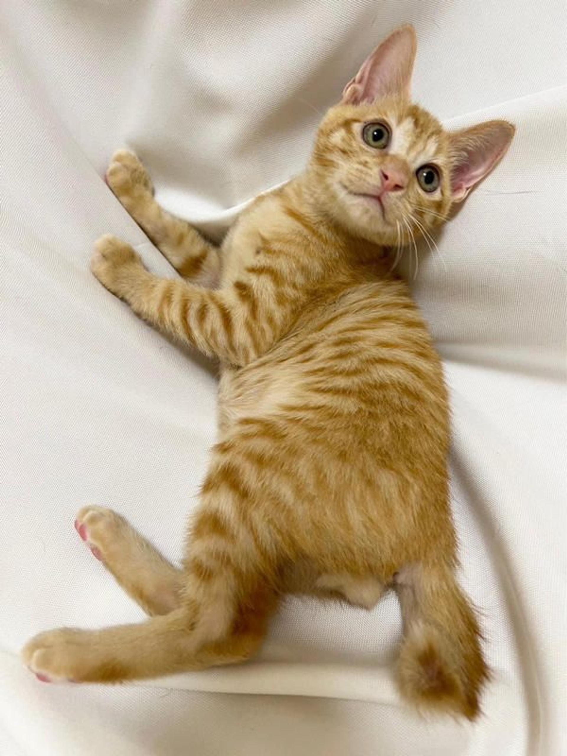pet-image-2