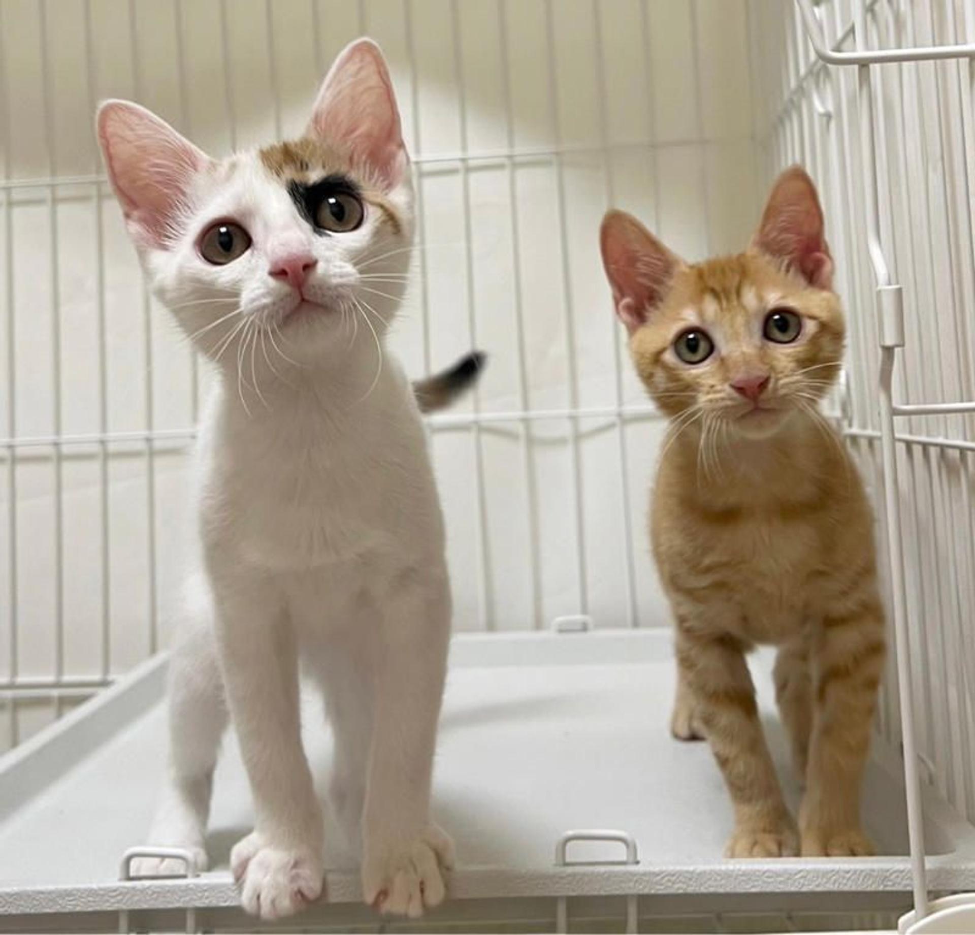pet-image-5
