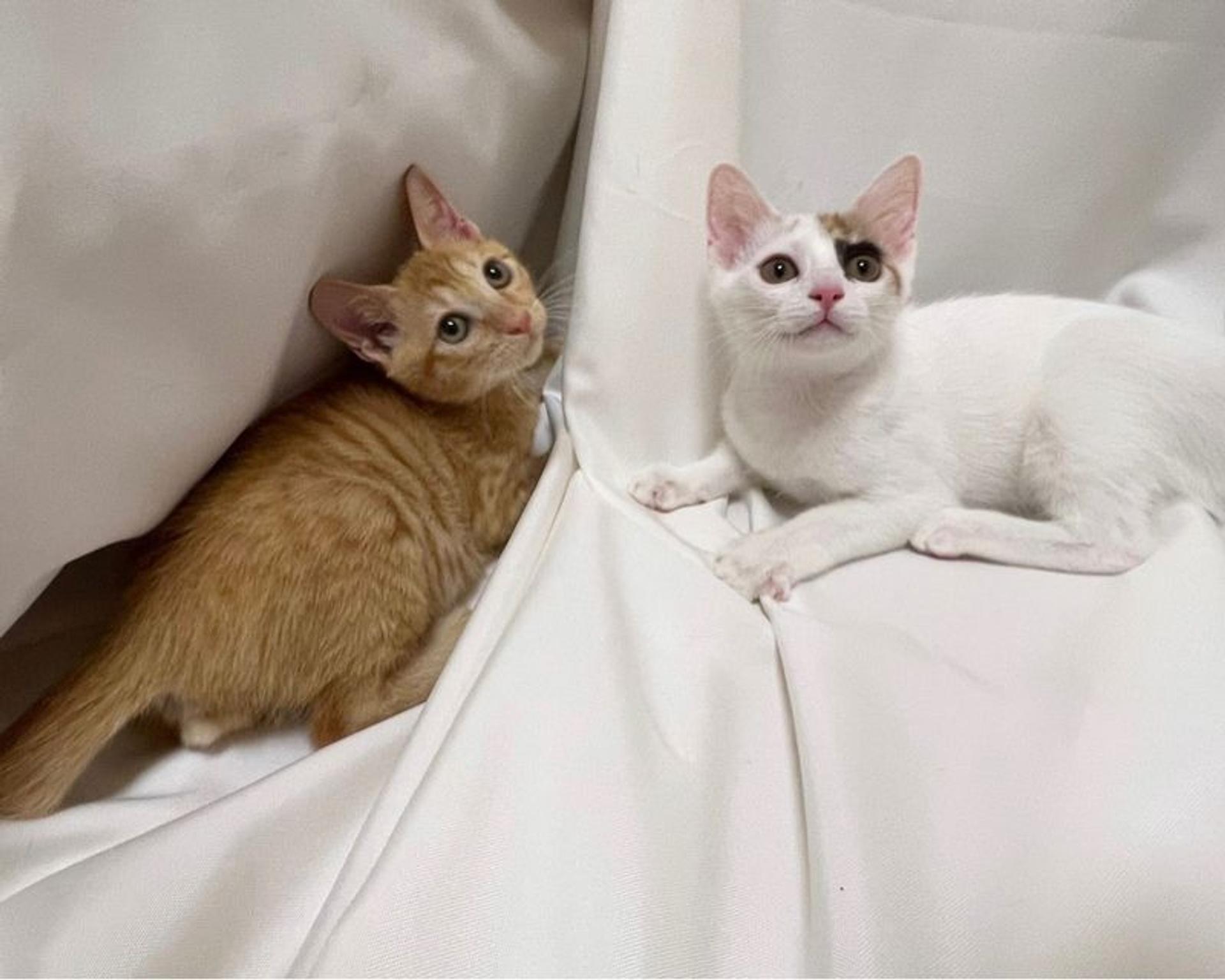 pet-image-6