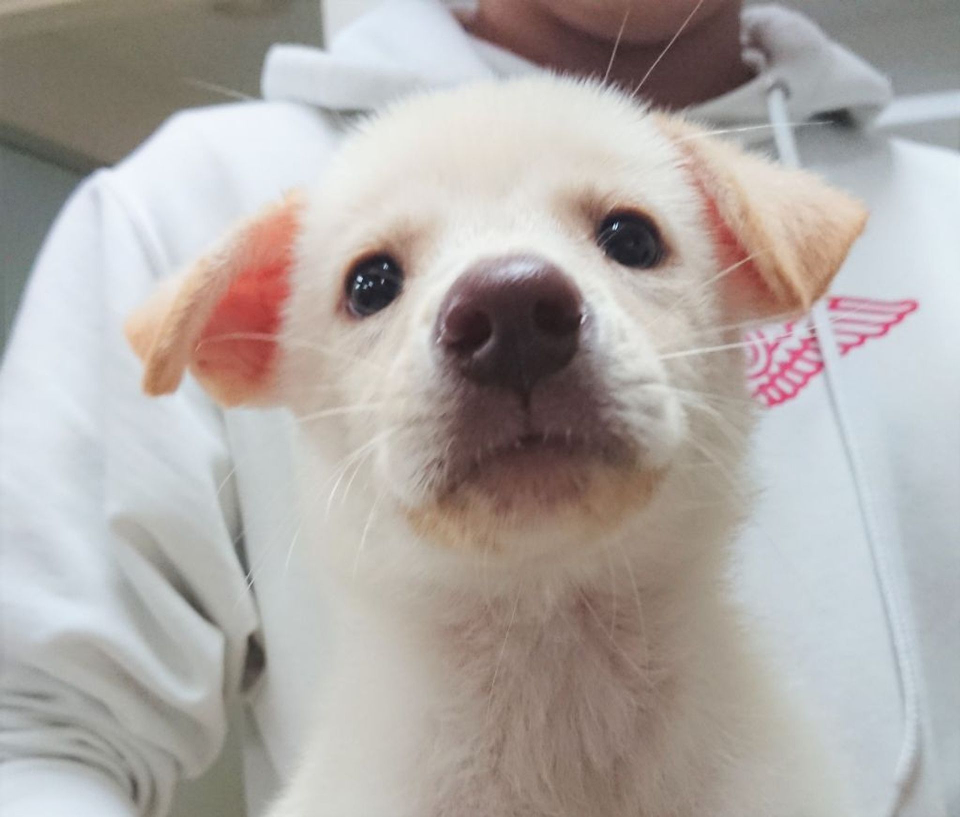 雑種（ミックス犬）・メスの里親募集の写真