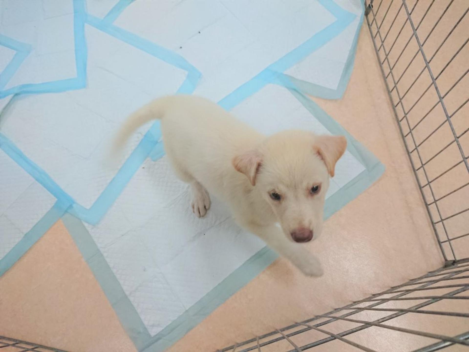 pet-image-6