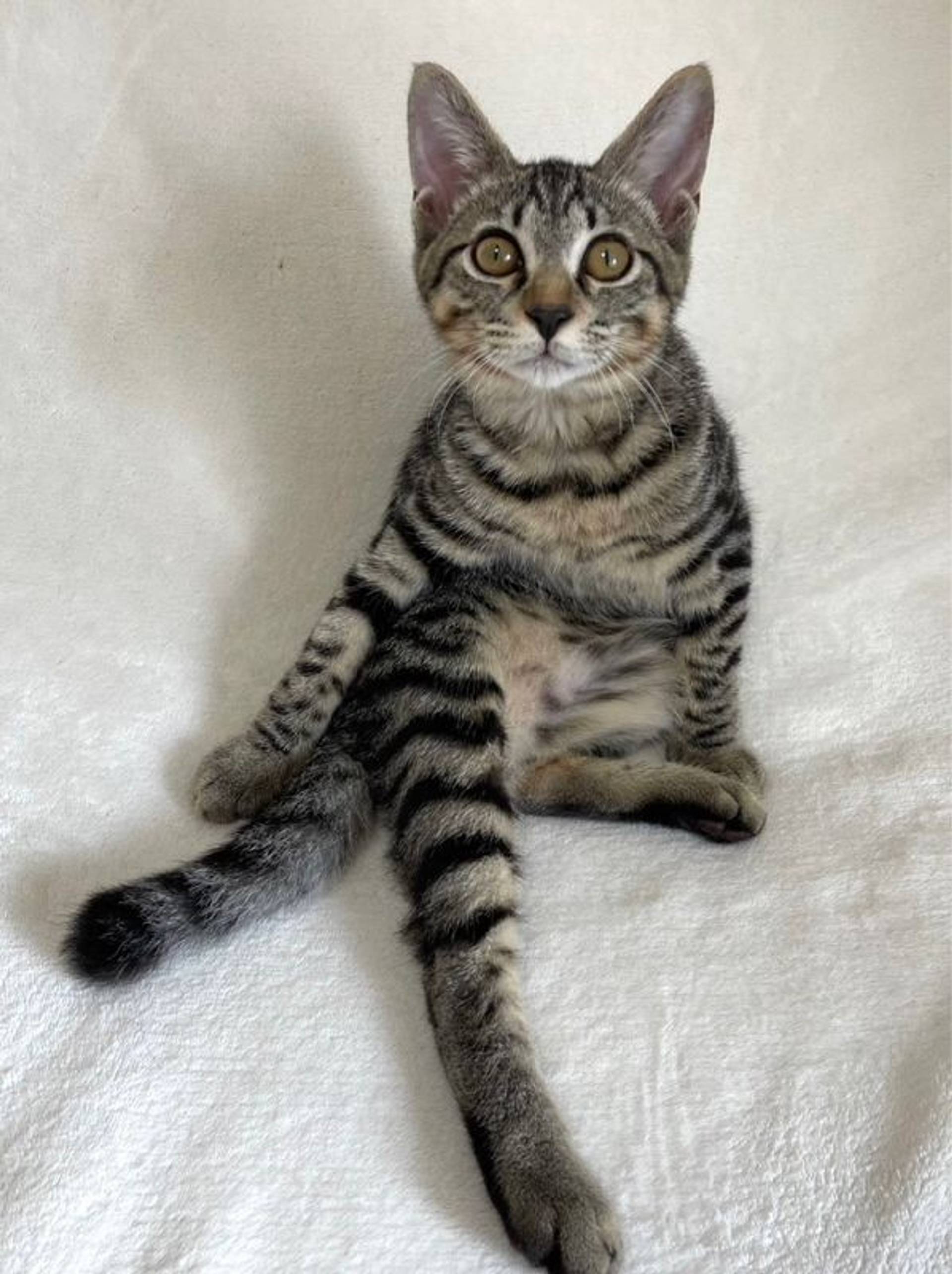 雑種（ミックス猫）・オスの里親募集の写真