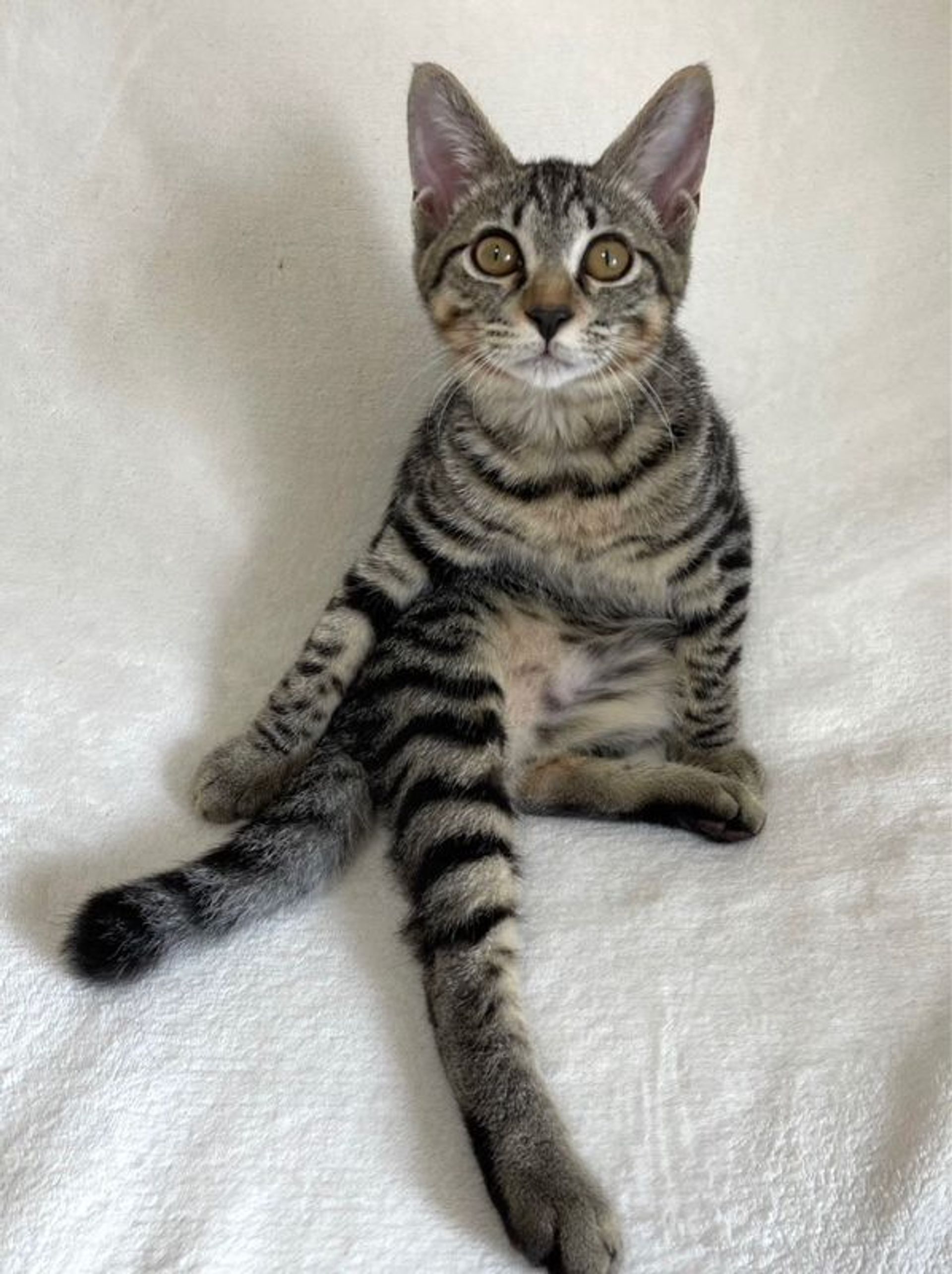 雑種（ミックス猫）・オスの里親募集の写真
