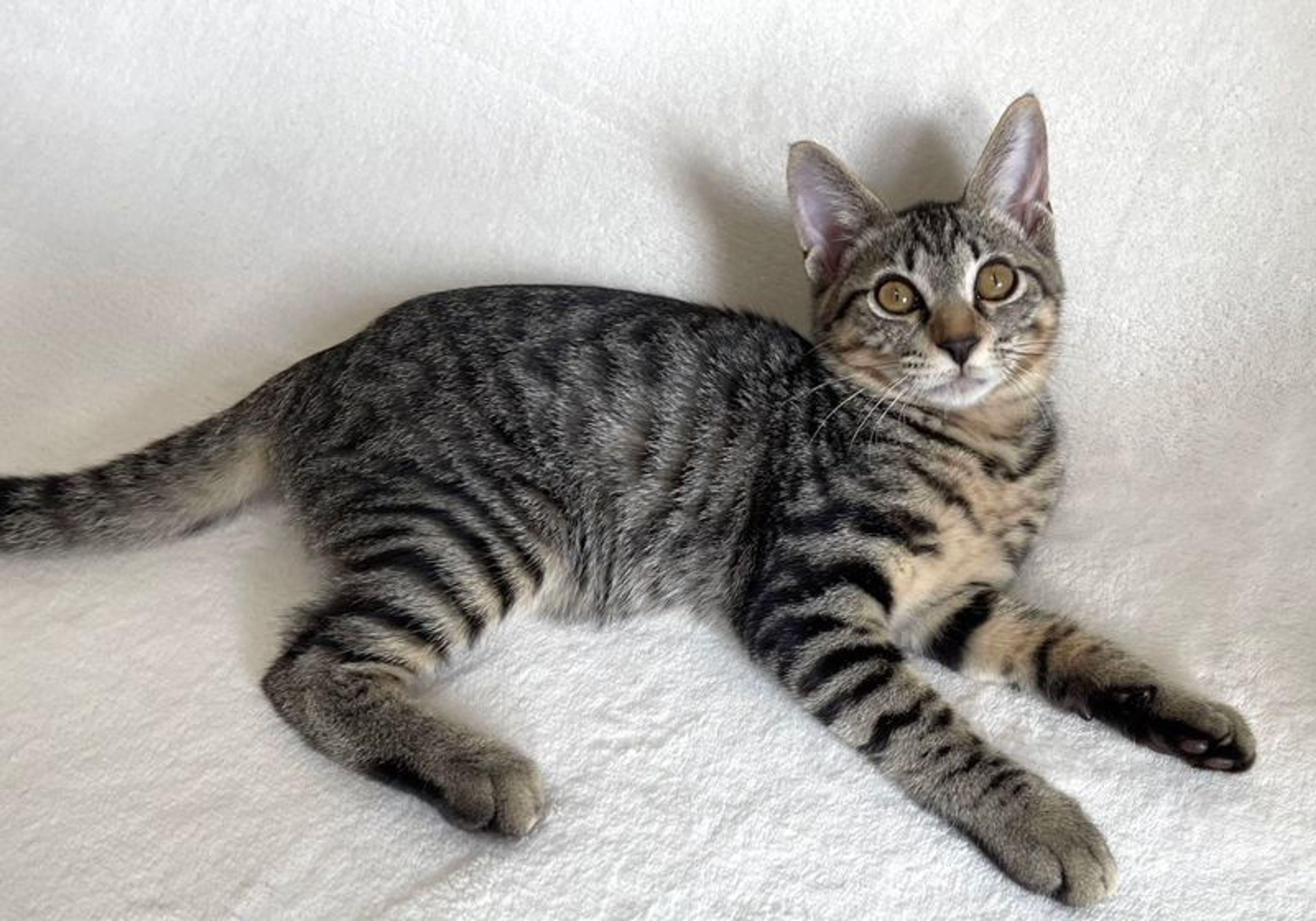 pet-image-3