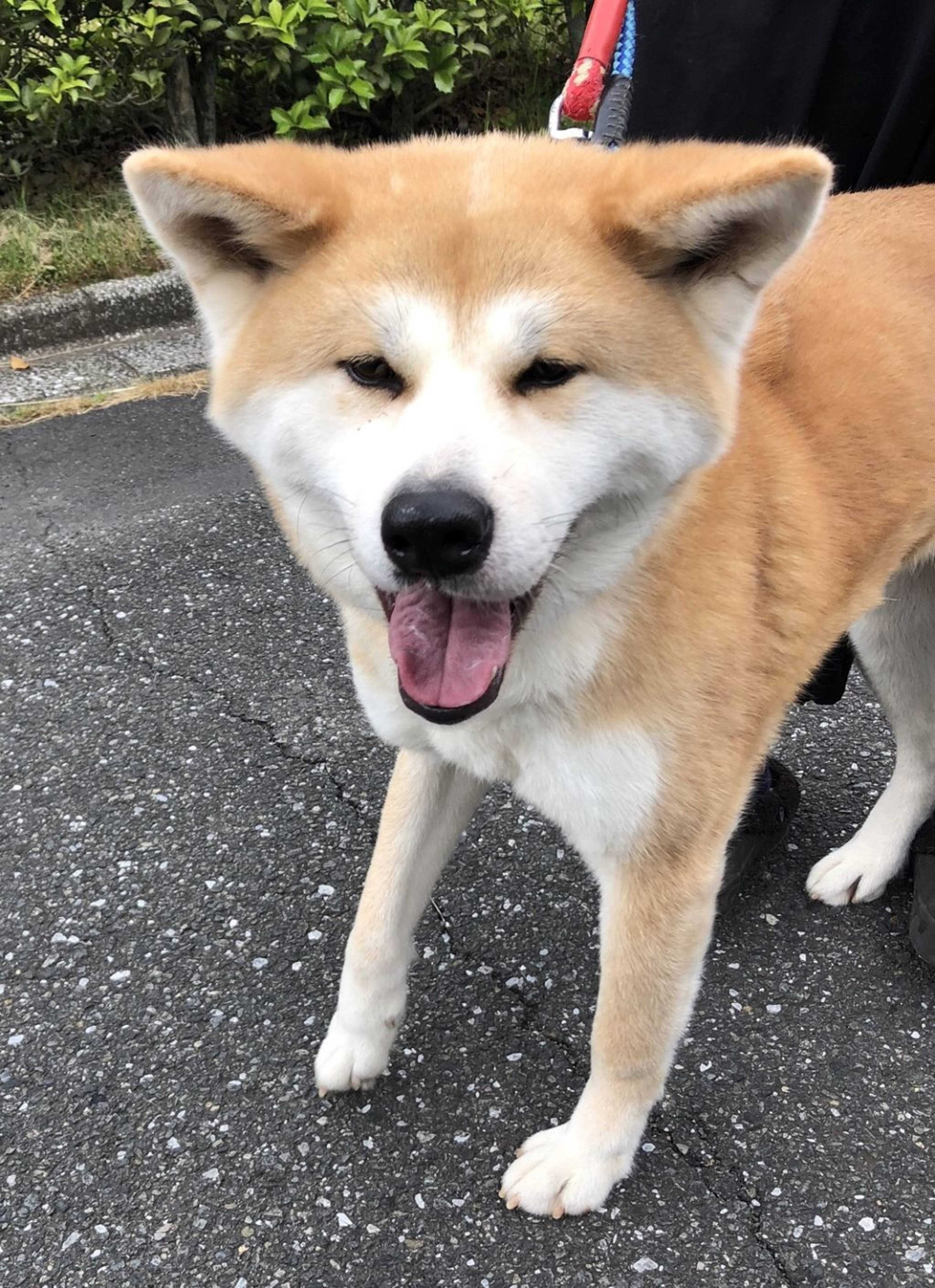 秋田犬・メスの里親募集の写真