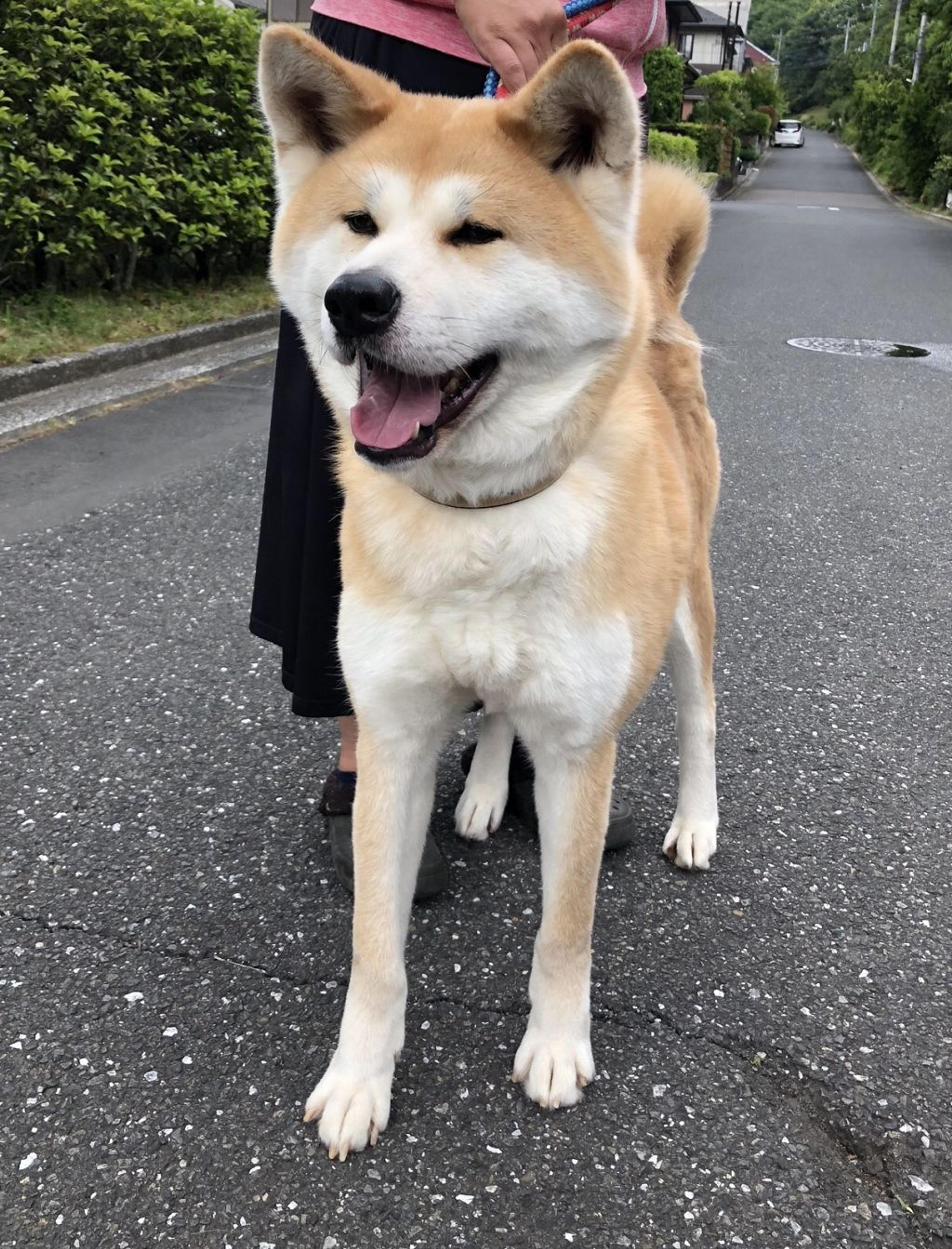 pet-image-2