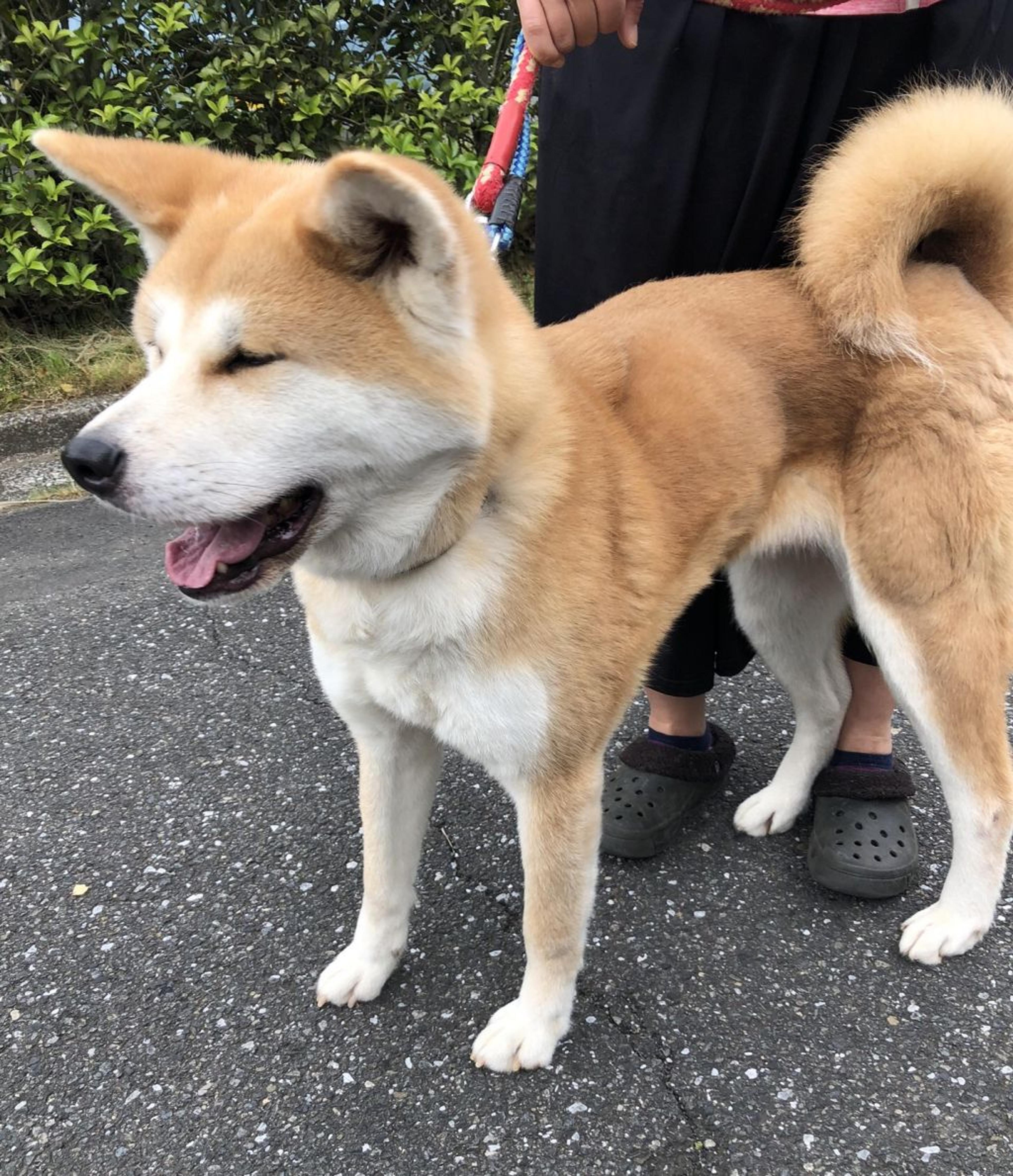 pet-image-3