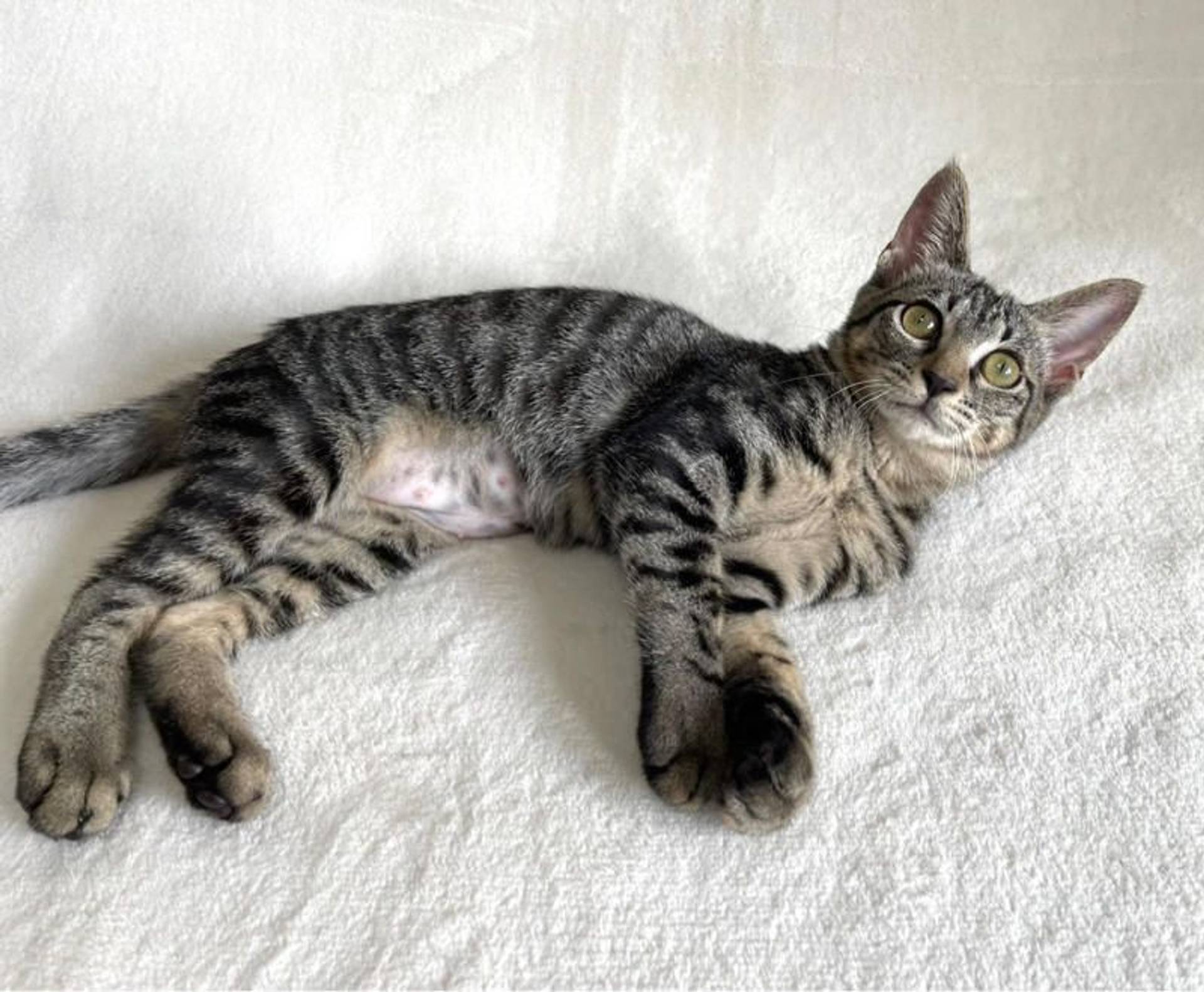 雑種（ミックス猫）・メスの里親募集の写真