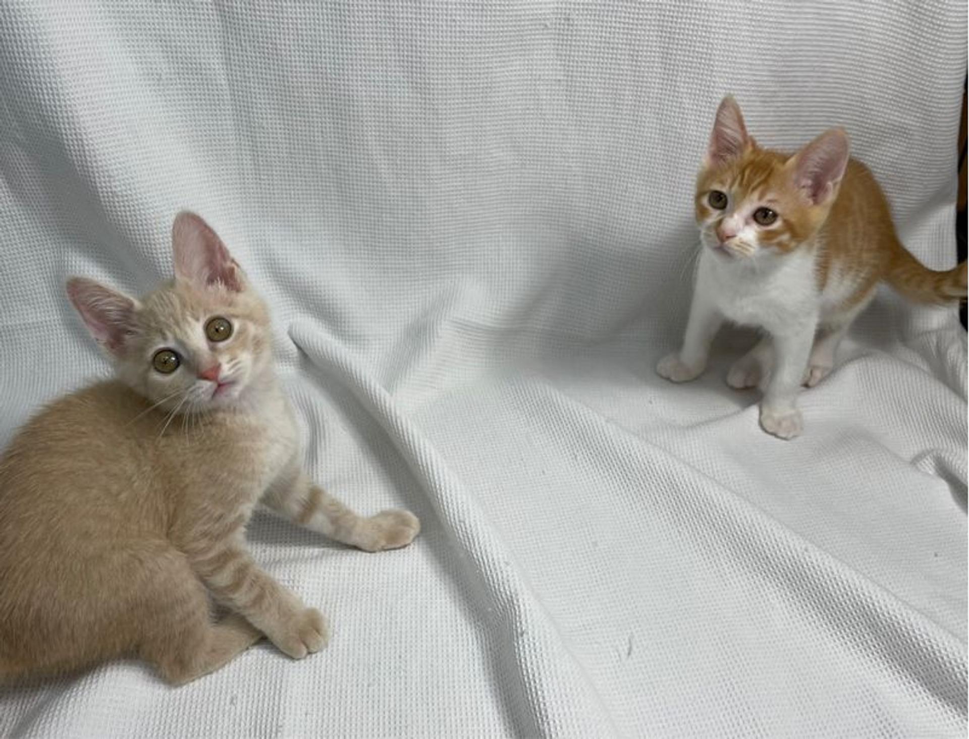 pet-image-4