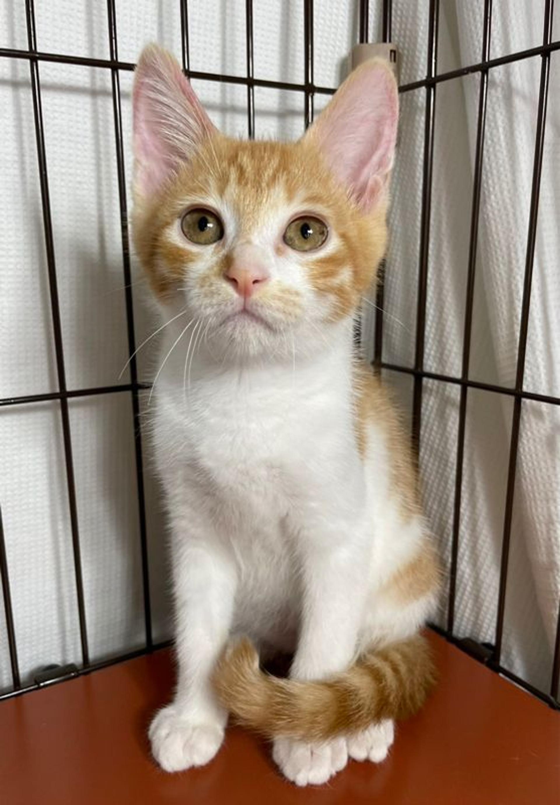 pet-image-3