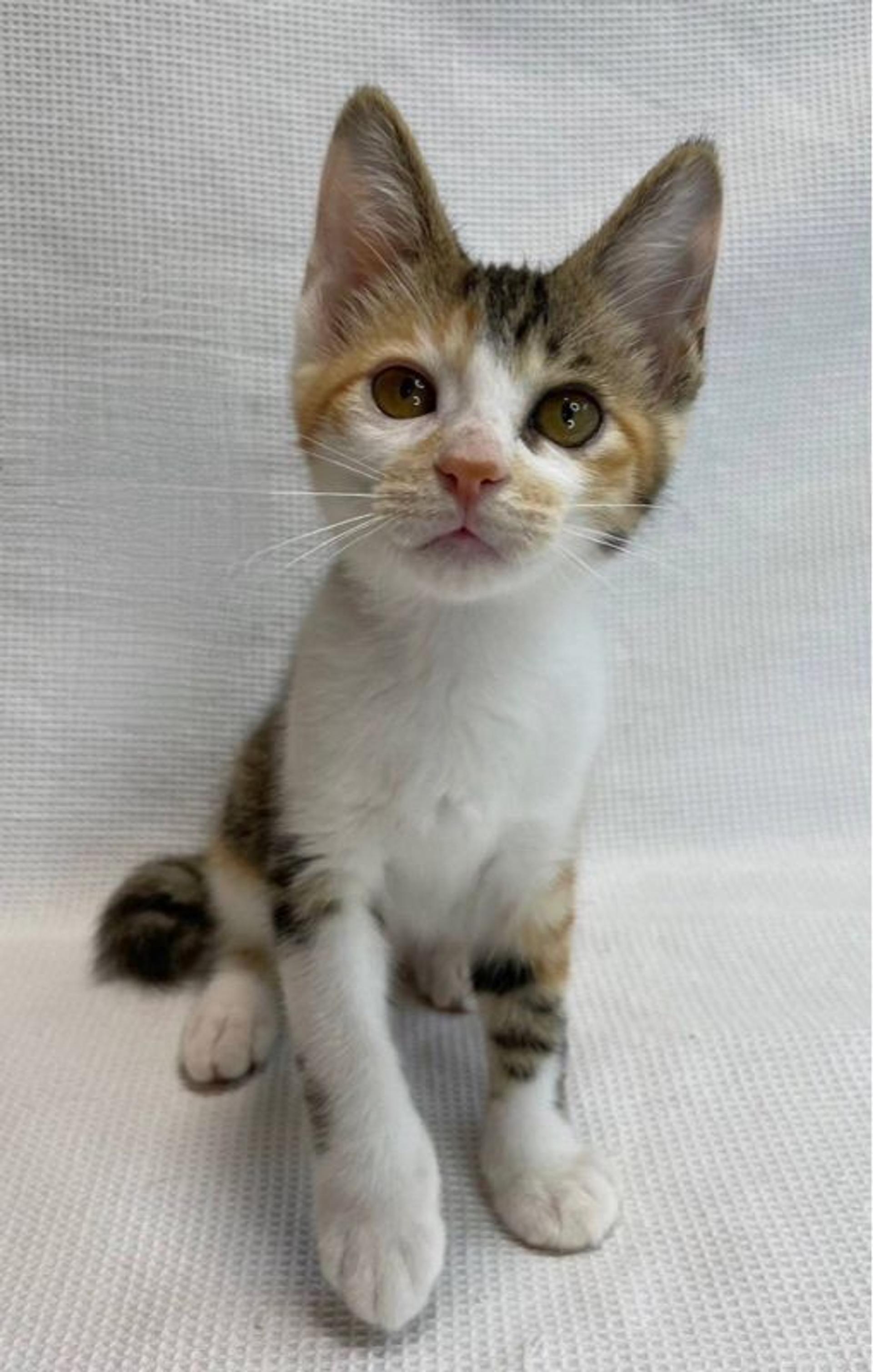 pet-image-4