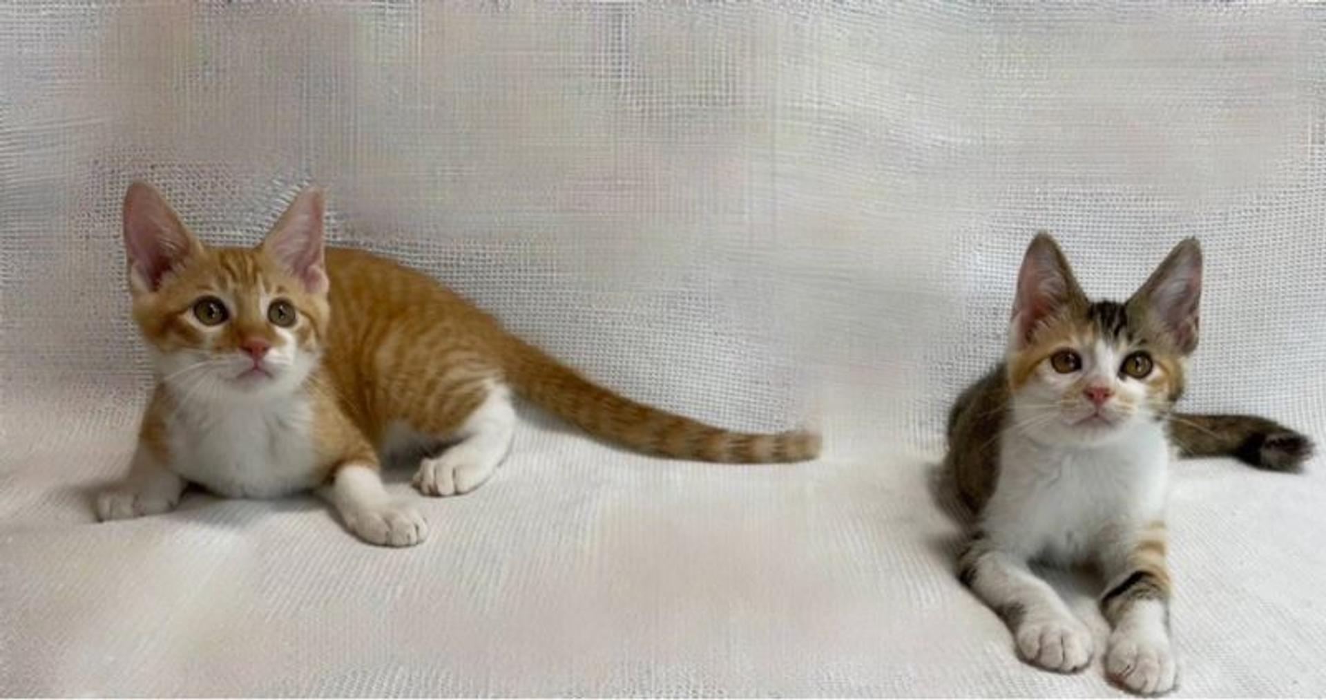 pet-image-5