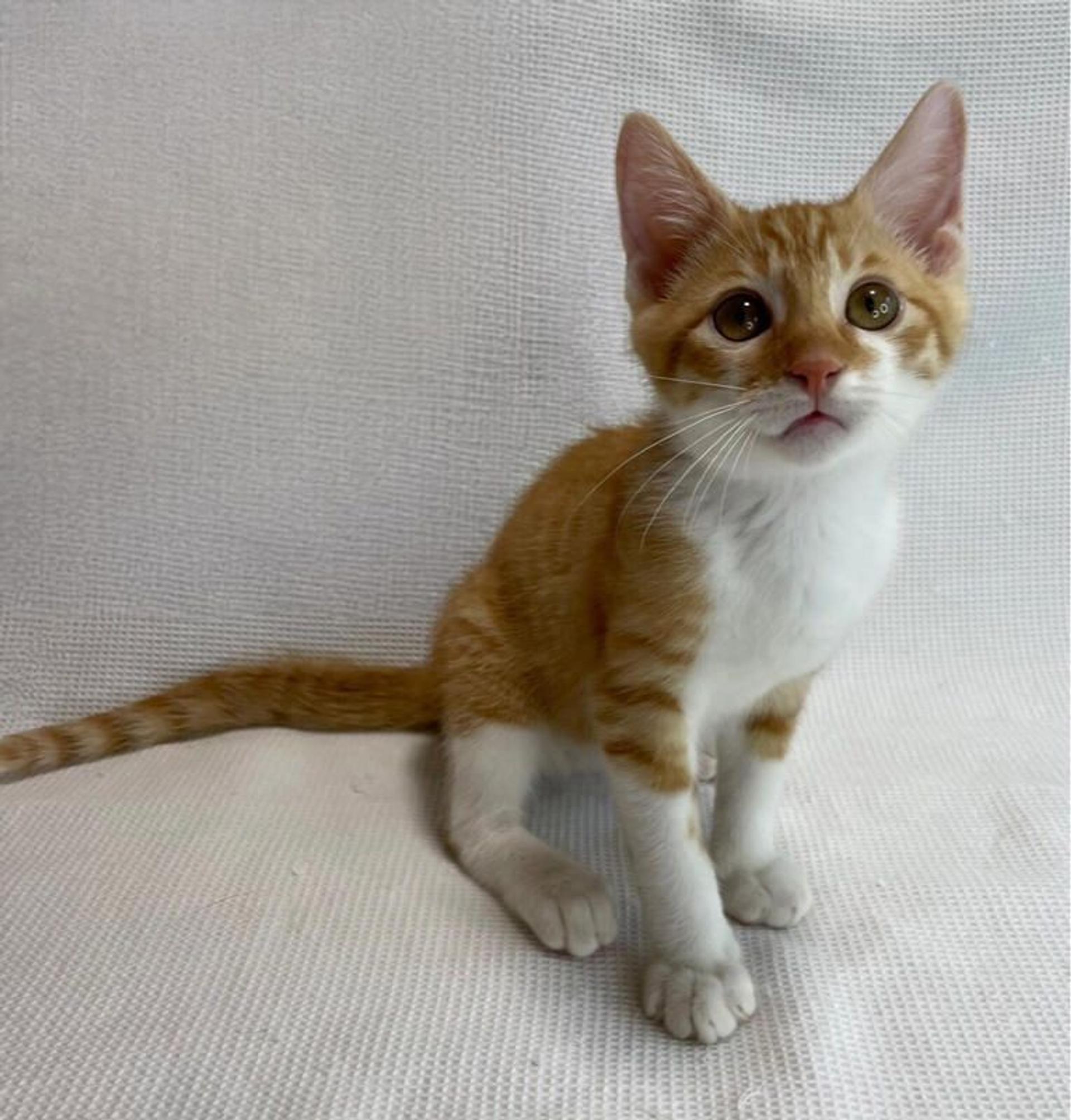 pet-image-4