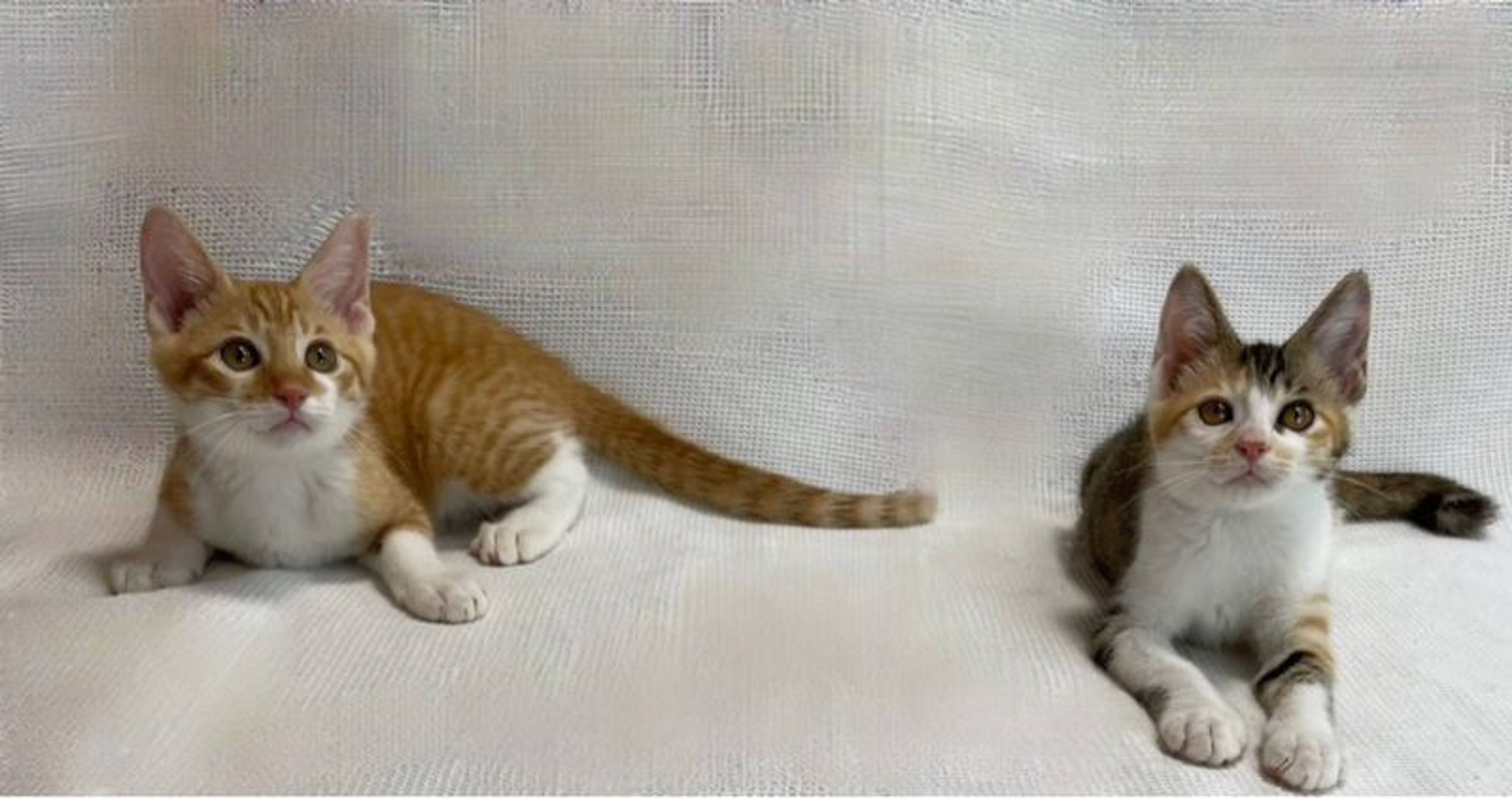 pet-image-5