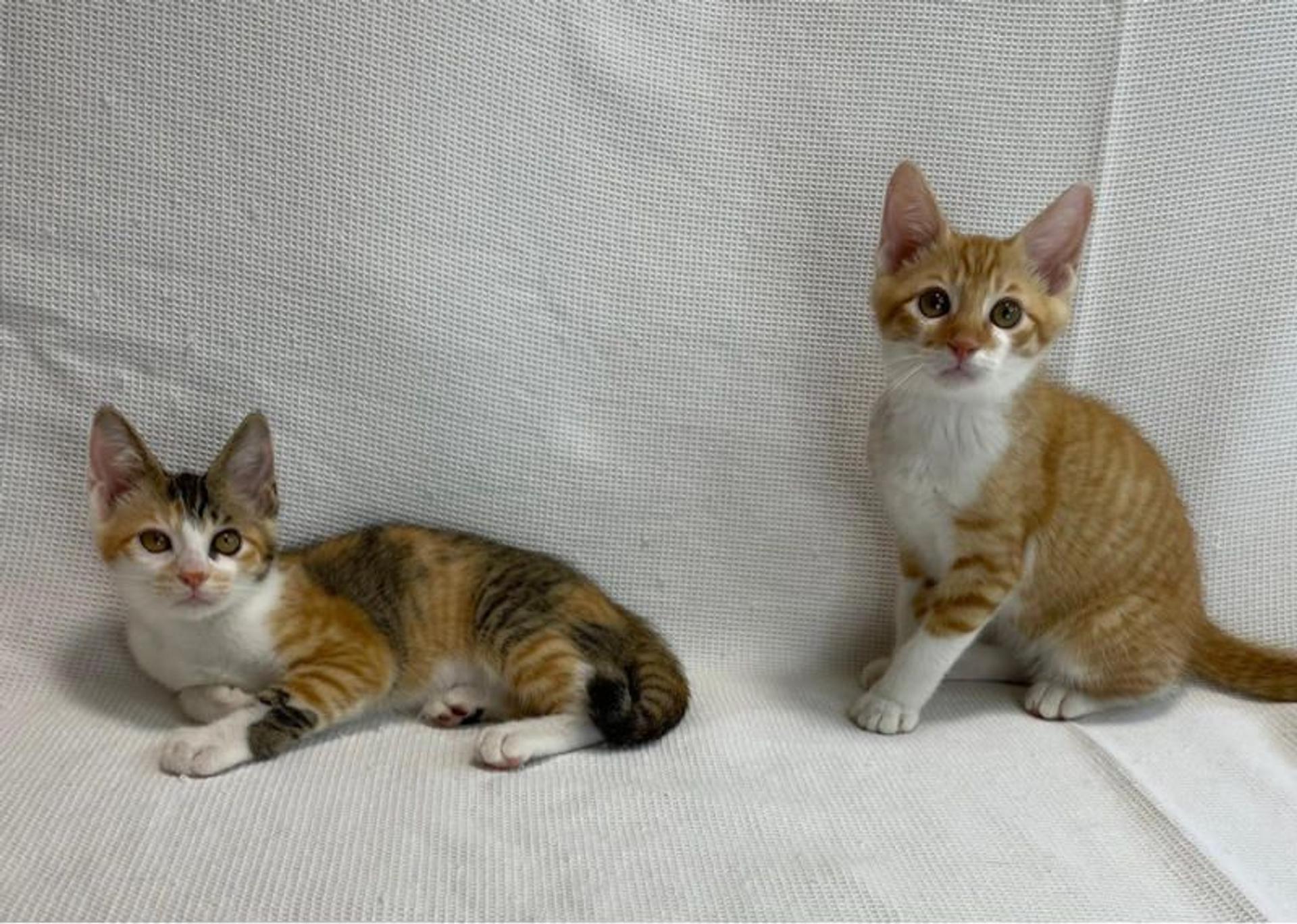 pet-image-6