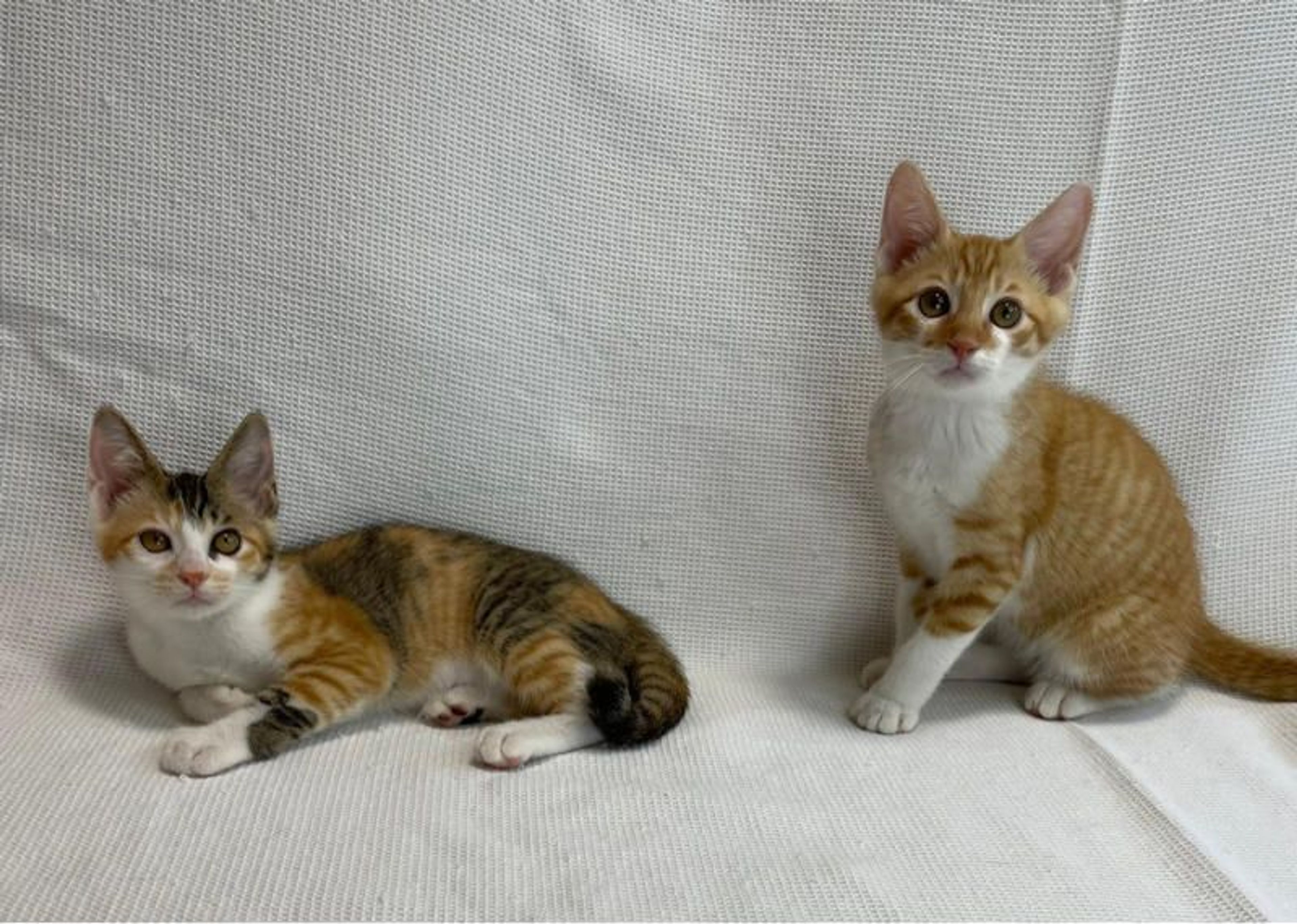pet-image-6