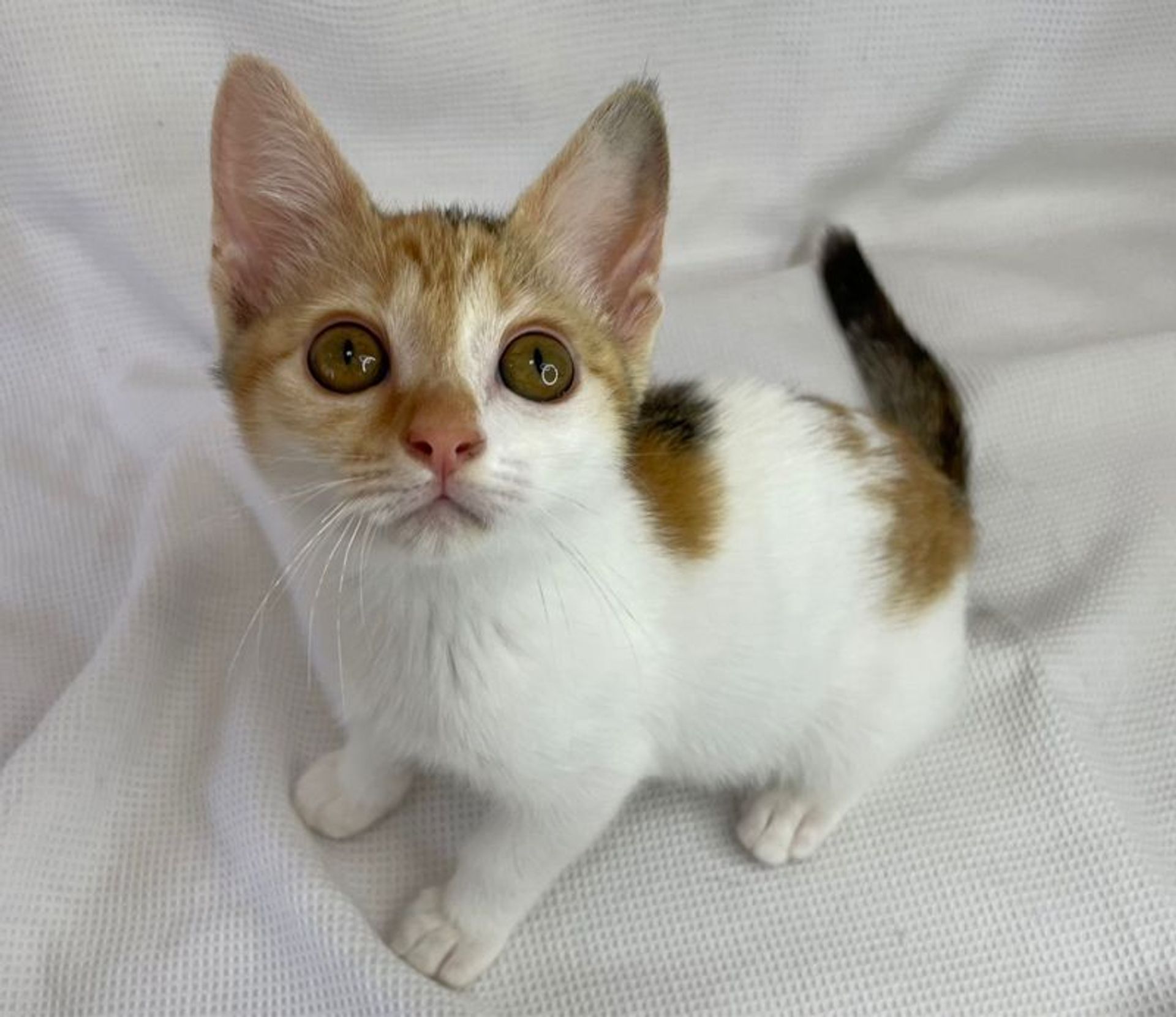 雑種（ミックス猫）・メスの里親募集の写真