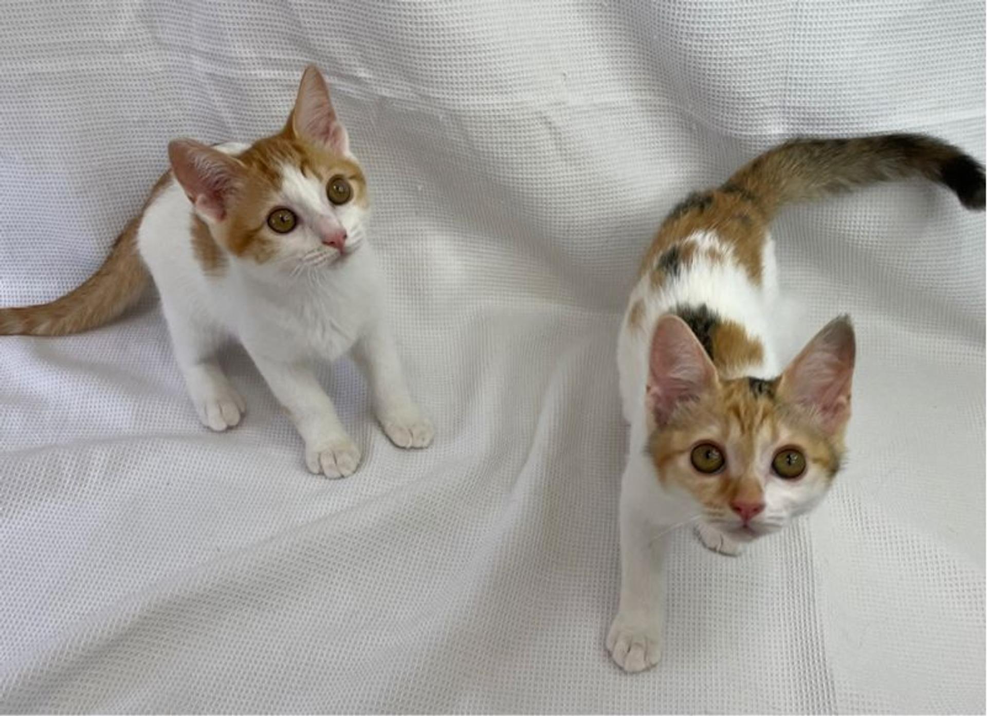 pet-image-4