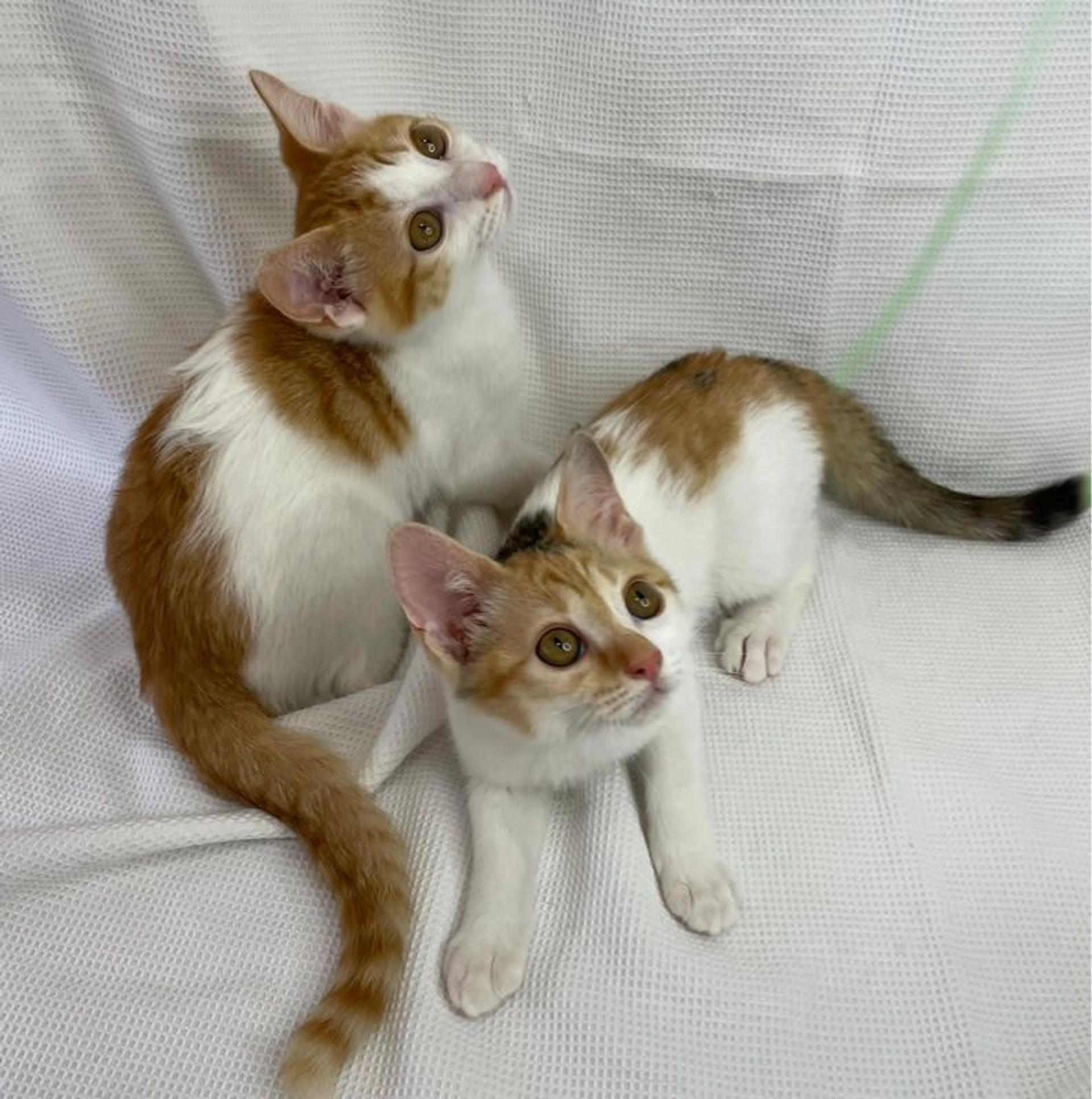 pet-image-5