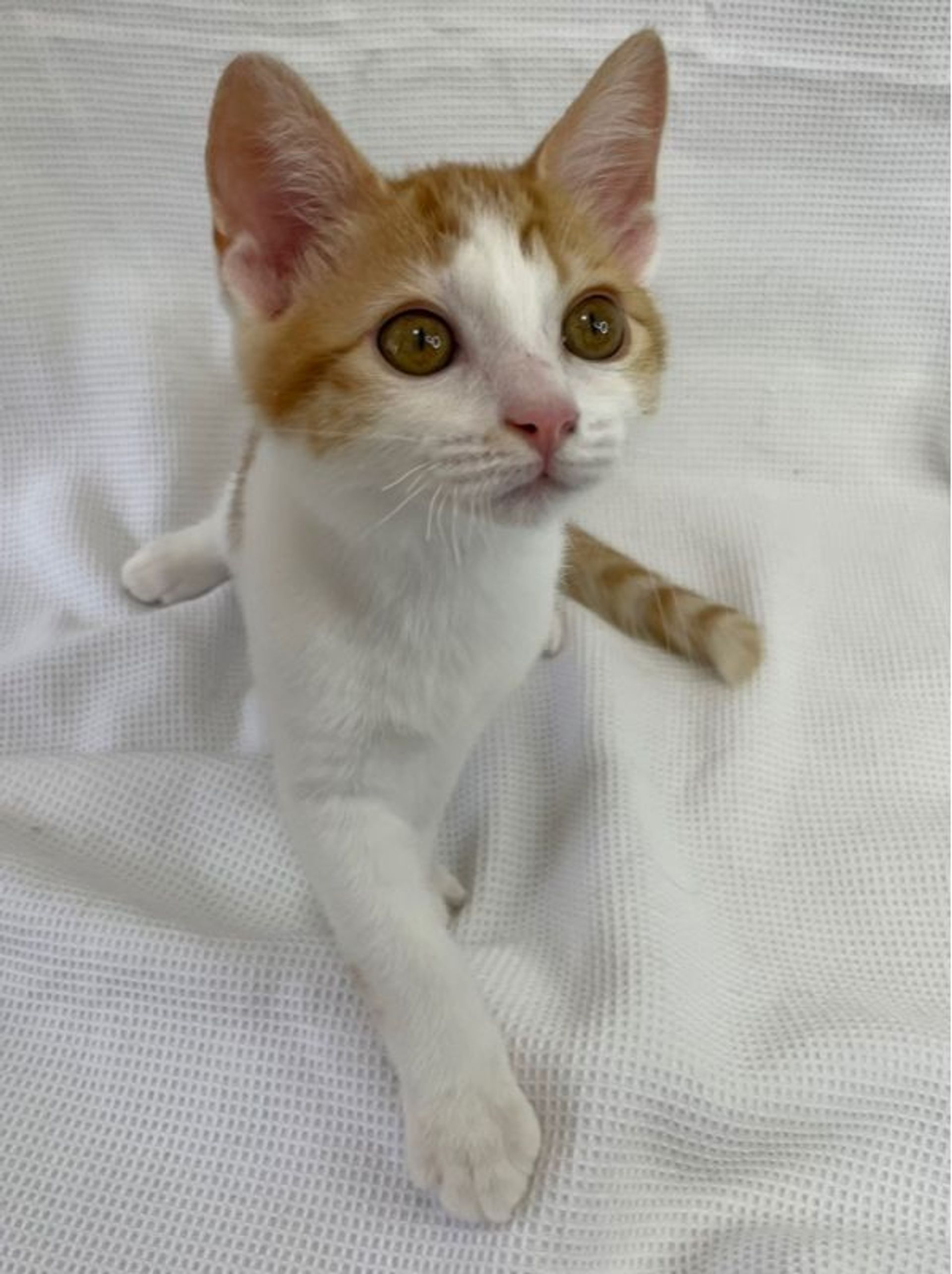 雑種（ミックス猫）・オスの里親募集の写真