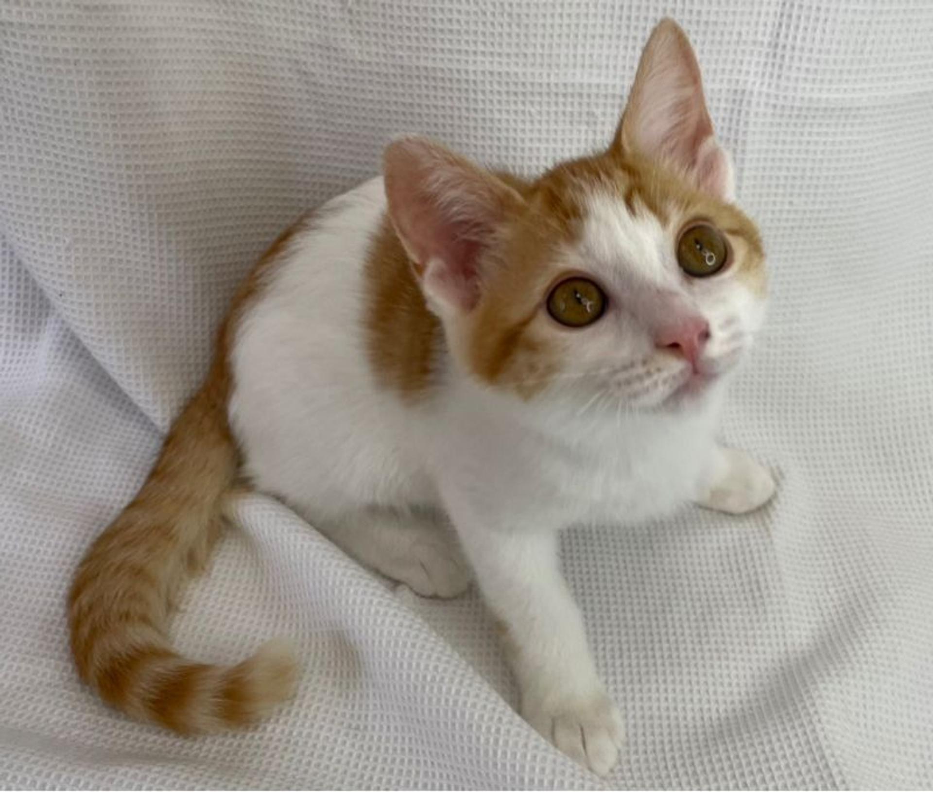 pet-image-3