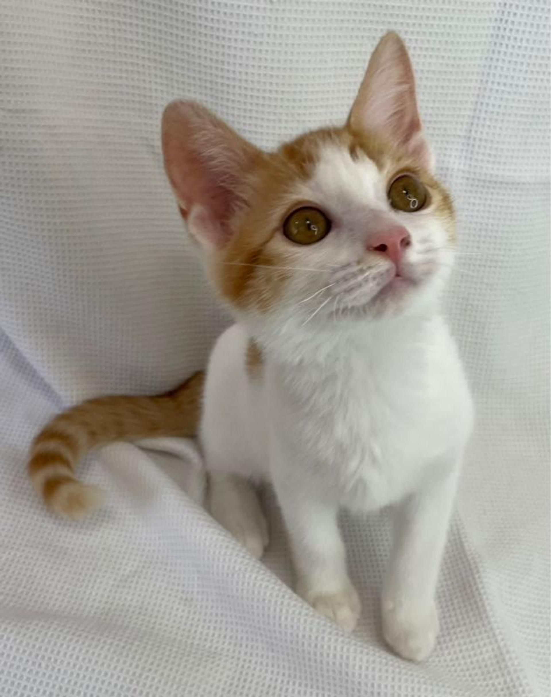 pet-image-4