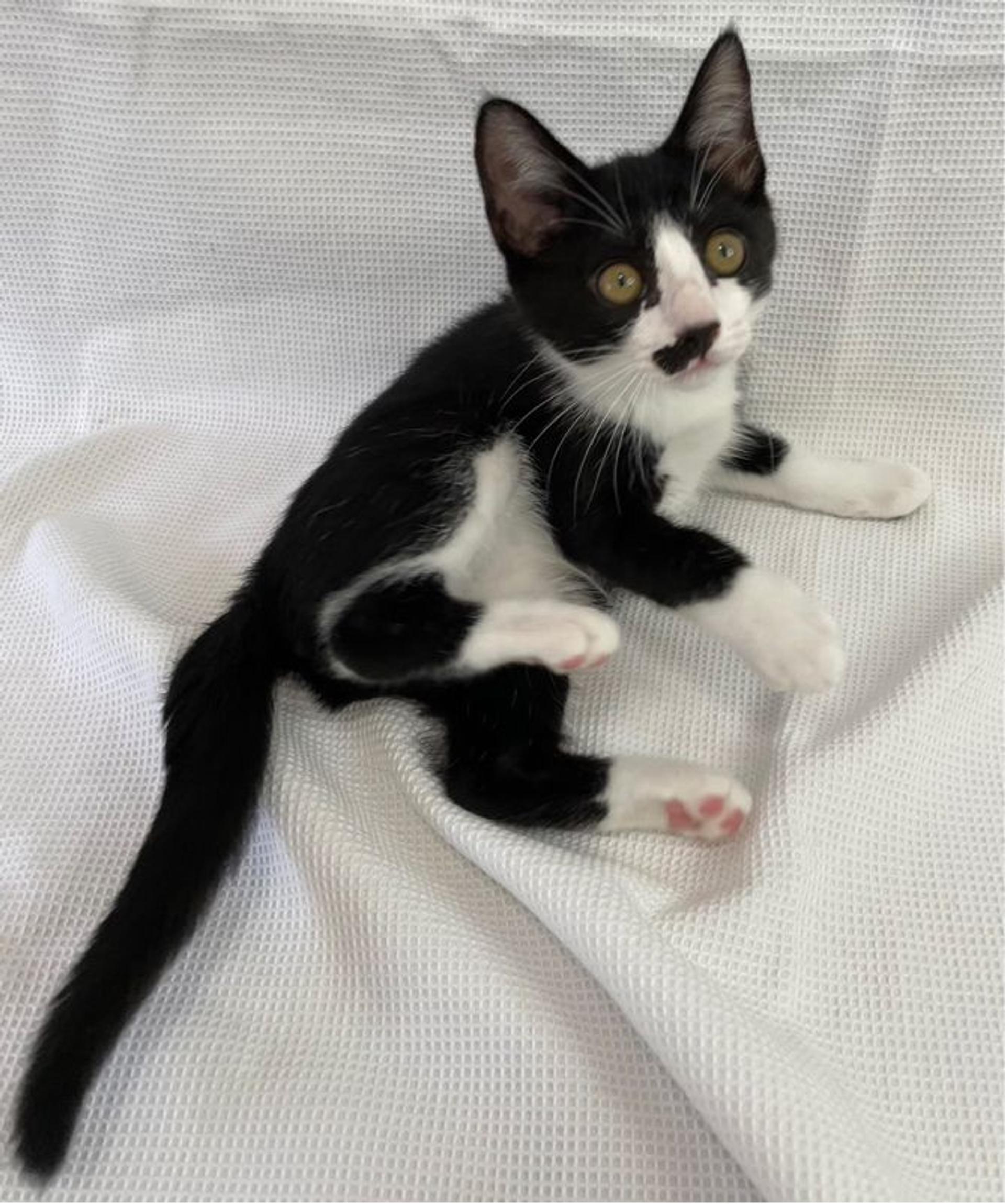 pet-image-2