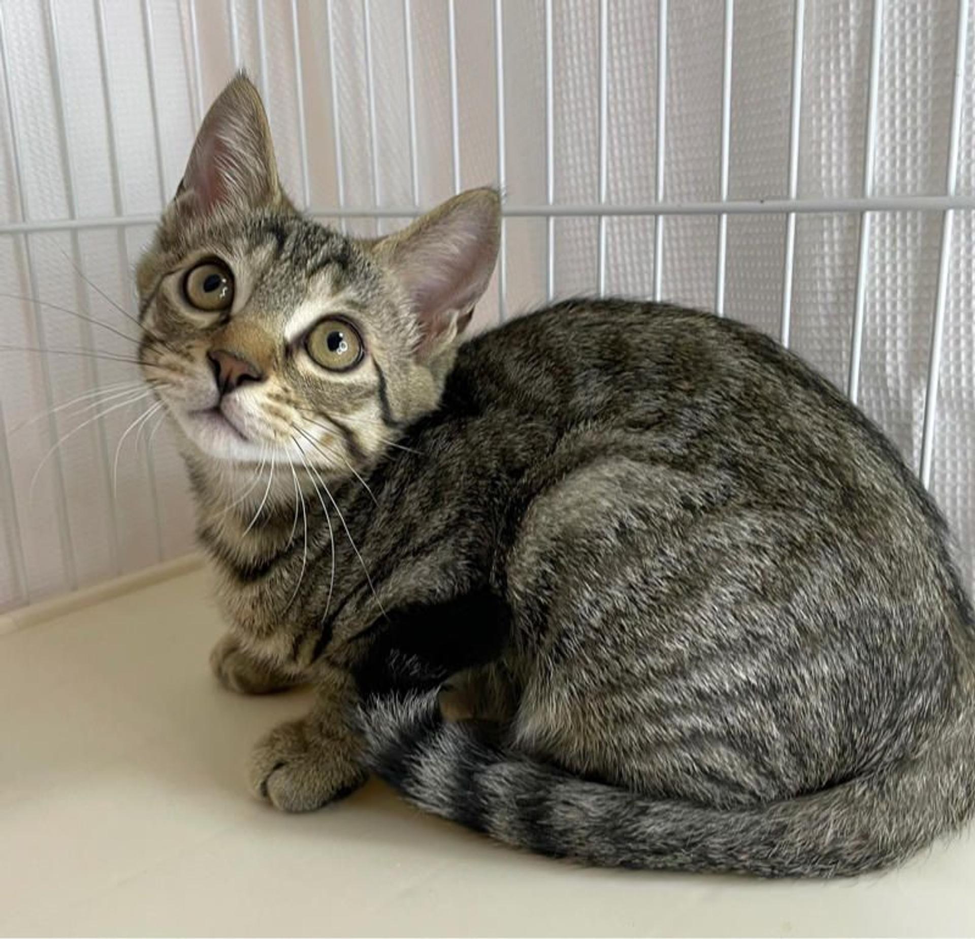 pet-image-2