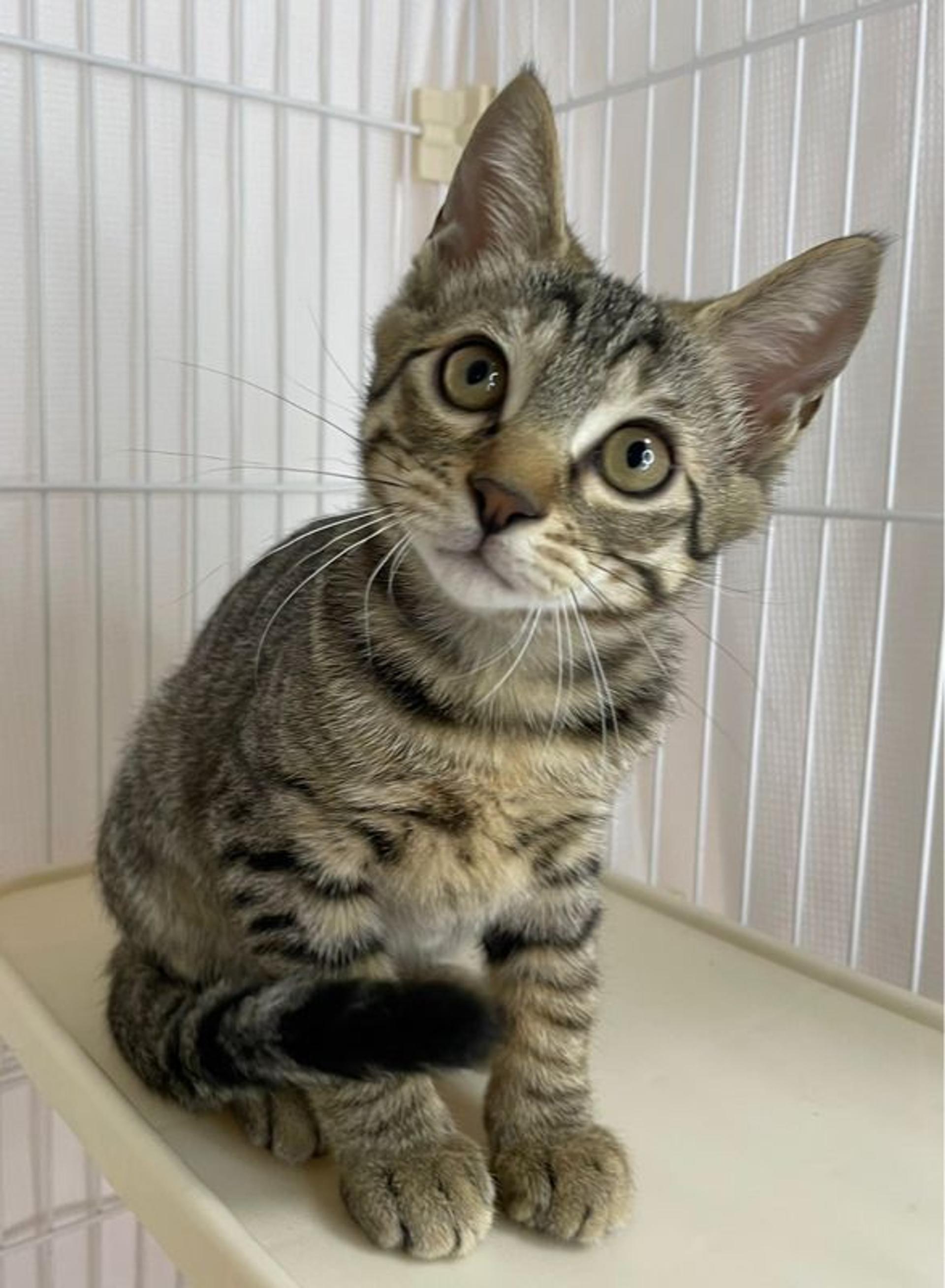 pet-image-3