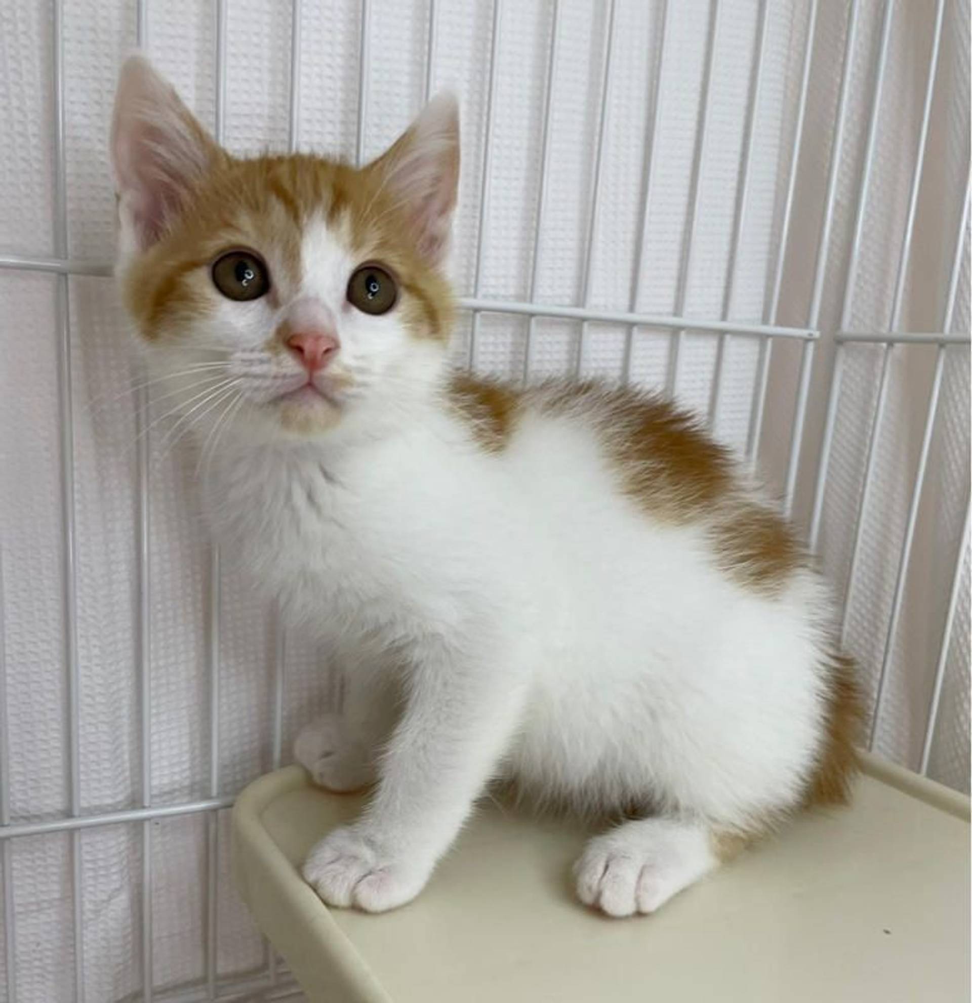 雑種（ミックス猫）・オスの里親募集の写真
