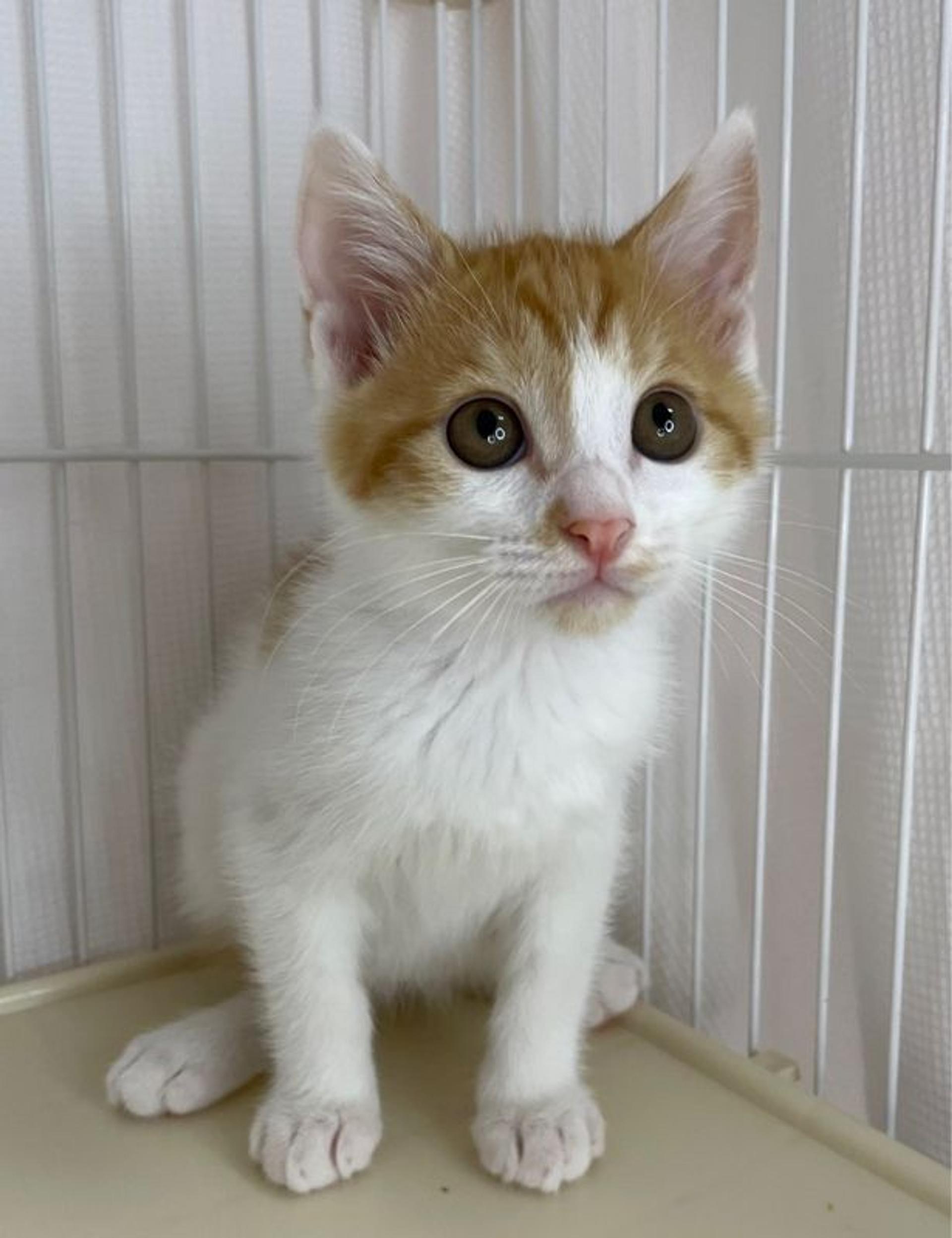 pet-image-2