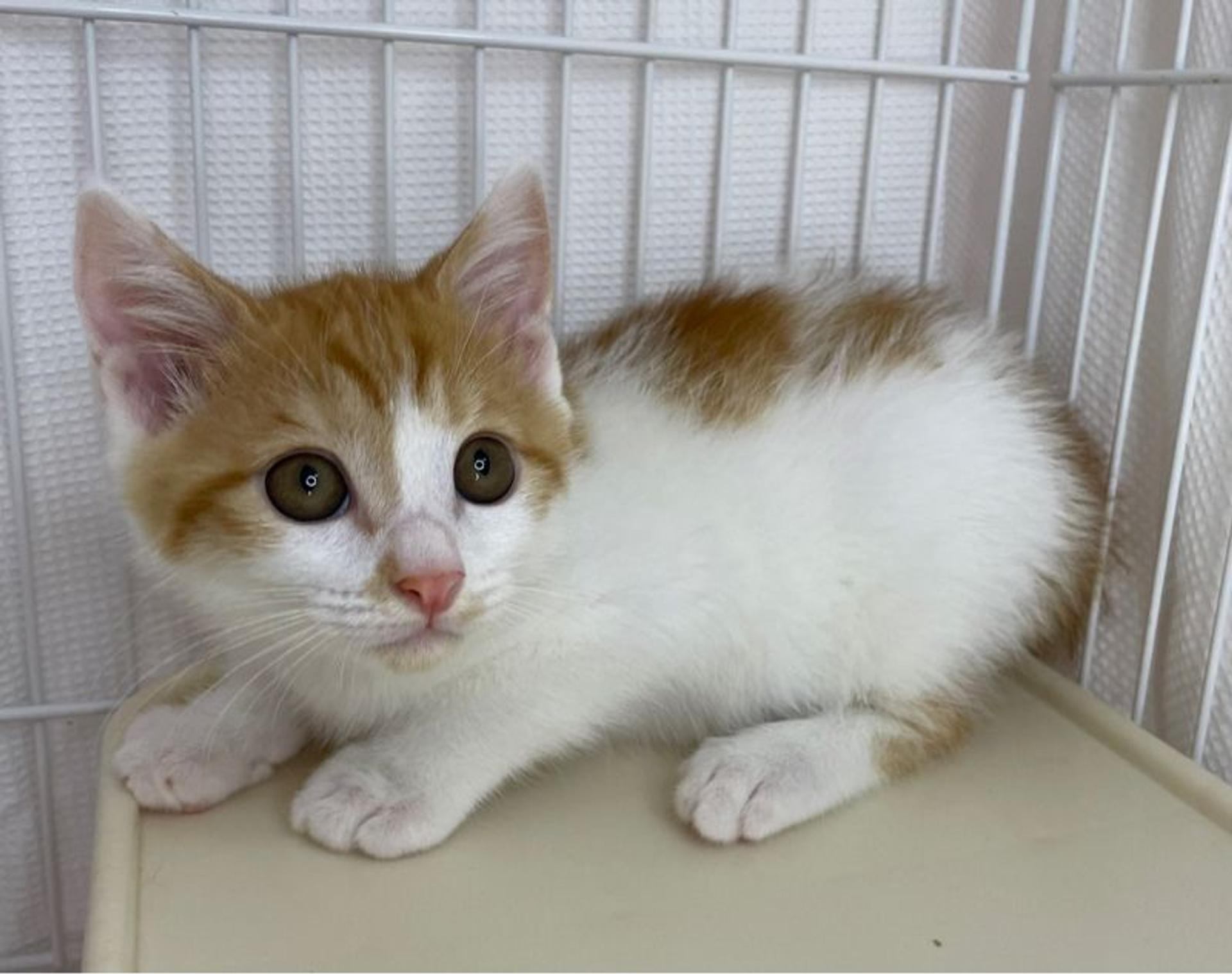 pet-image-3