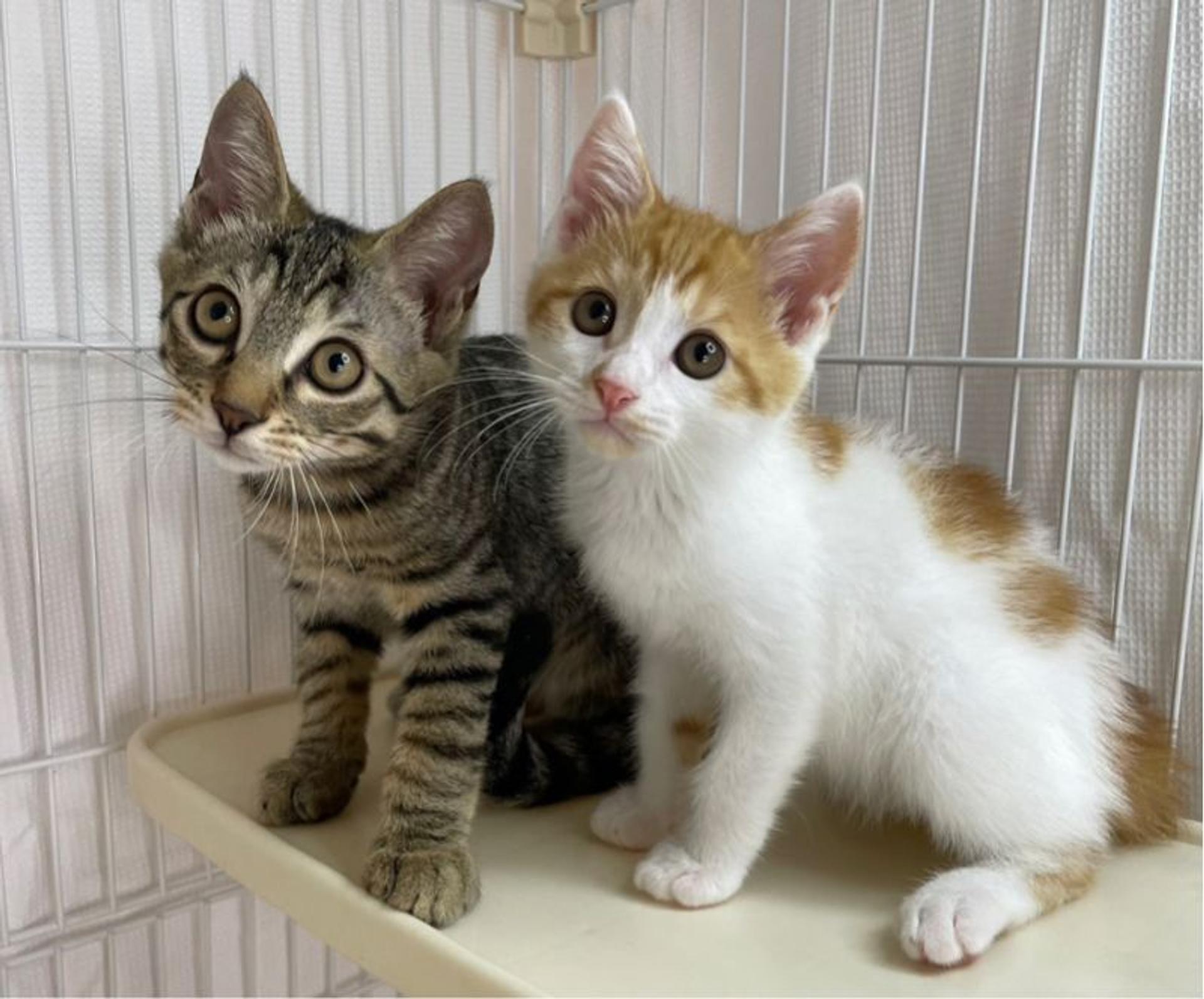 pet-image-5