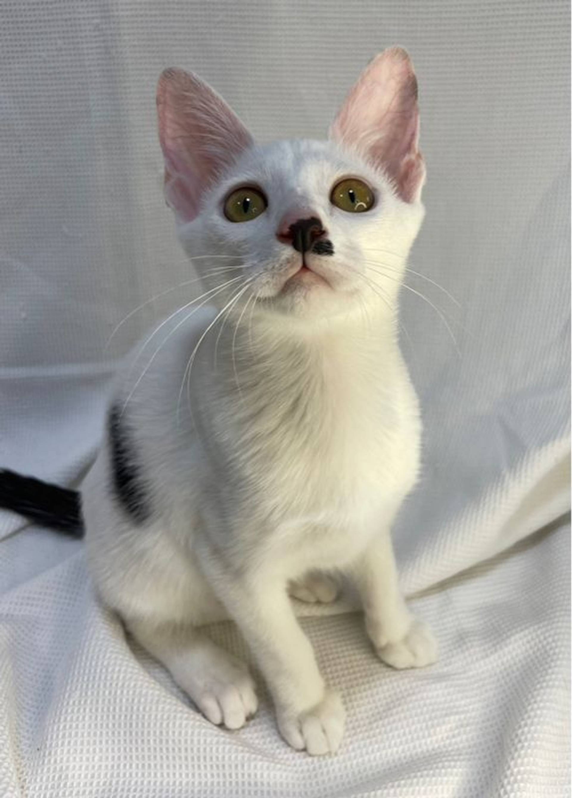 雑種（ミックス猫）・メスの里親募集の写真