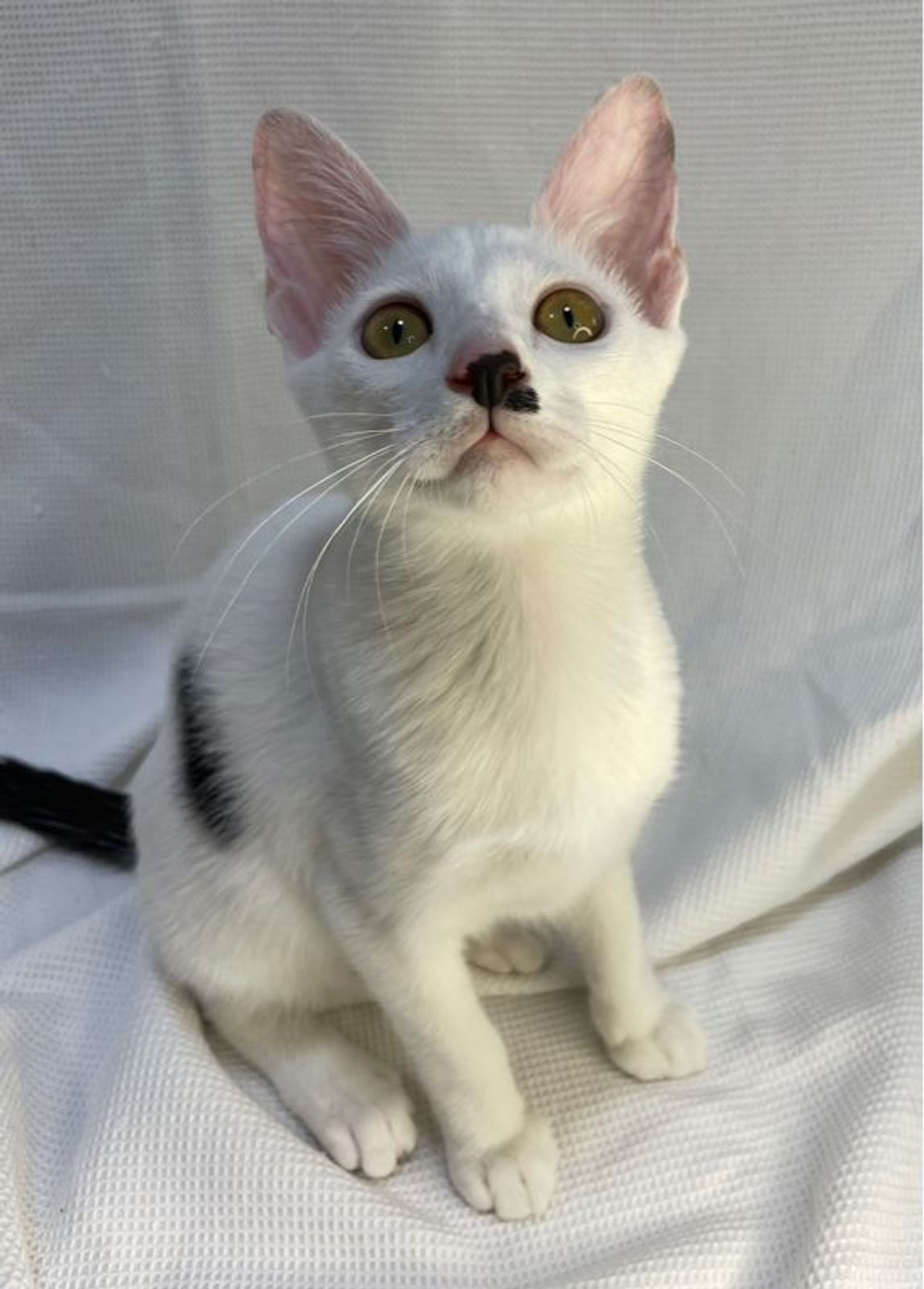 雑種（ミックス猫）・メスの里親募集の写真