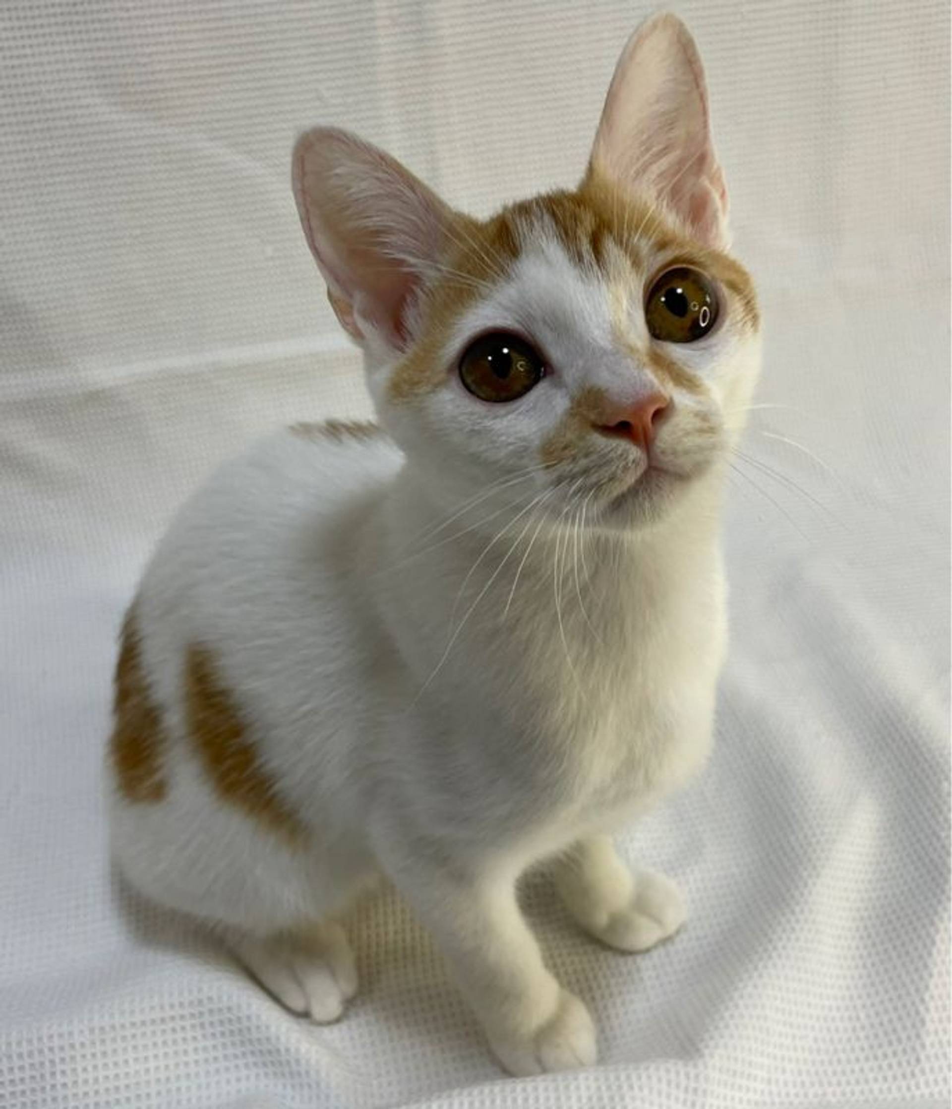 雑種（ミックス猫）・メスの里親募集の写真