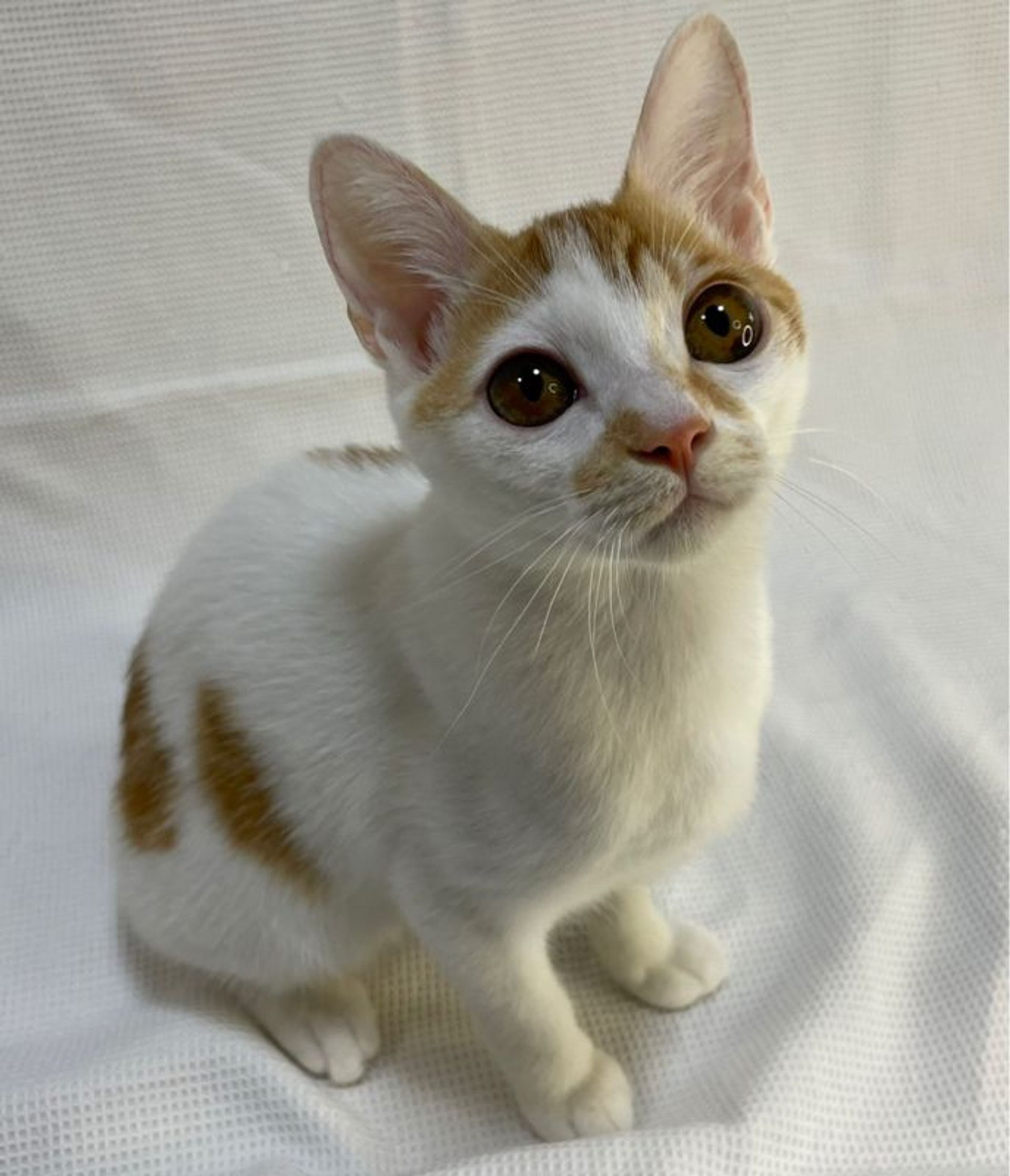 雑種（ミックス猫）・メスの里親募集の写真