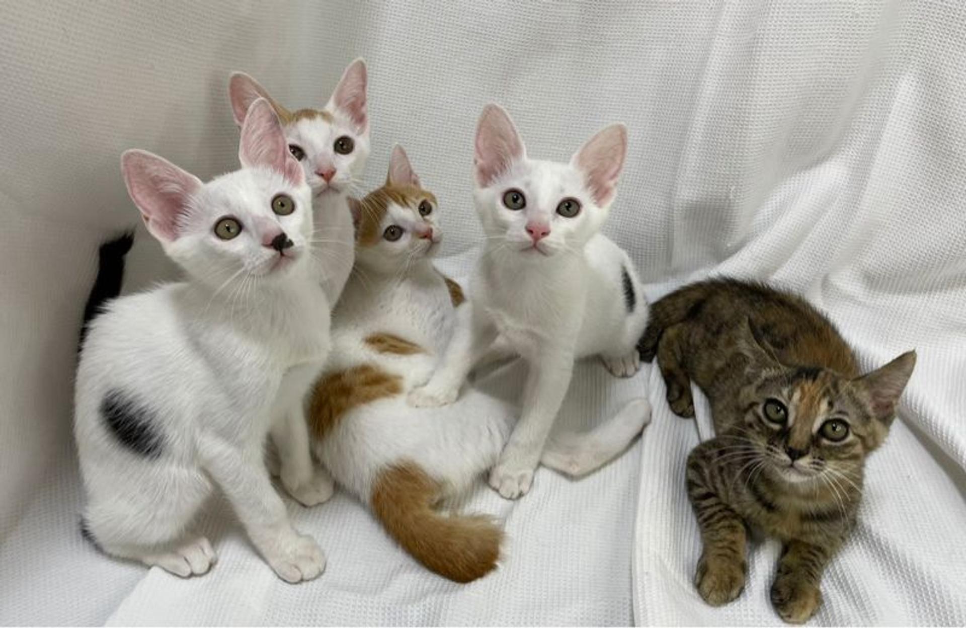 pet-image-5