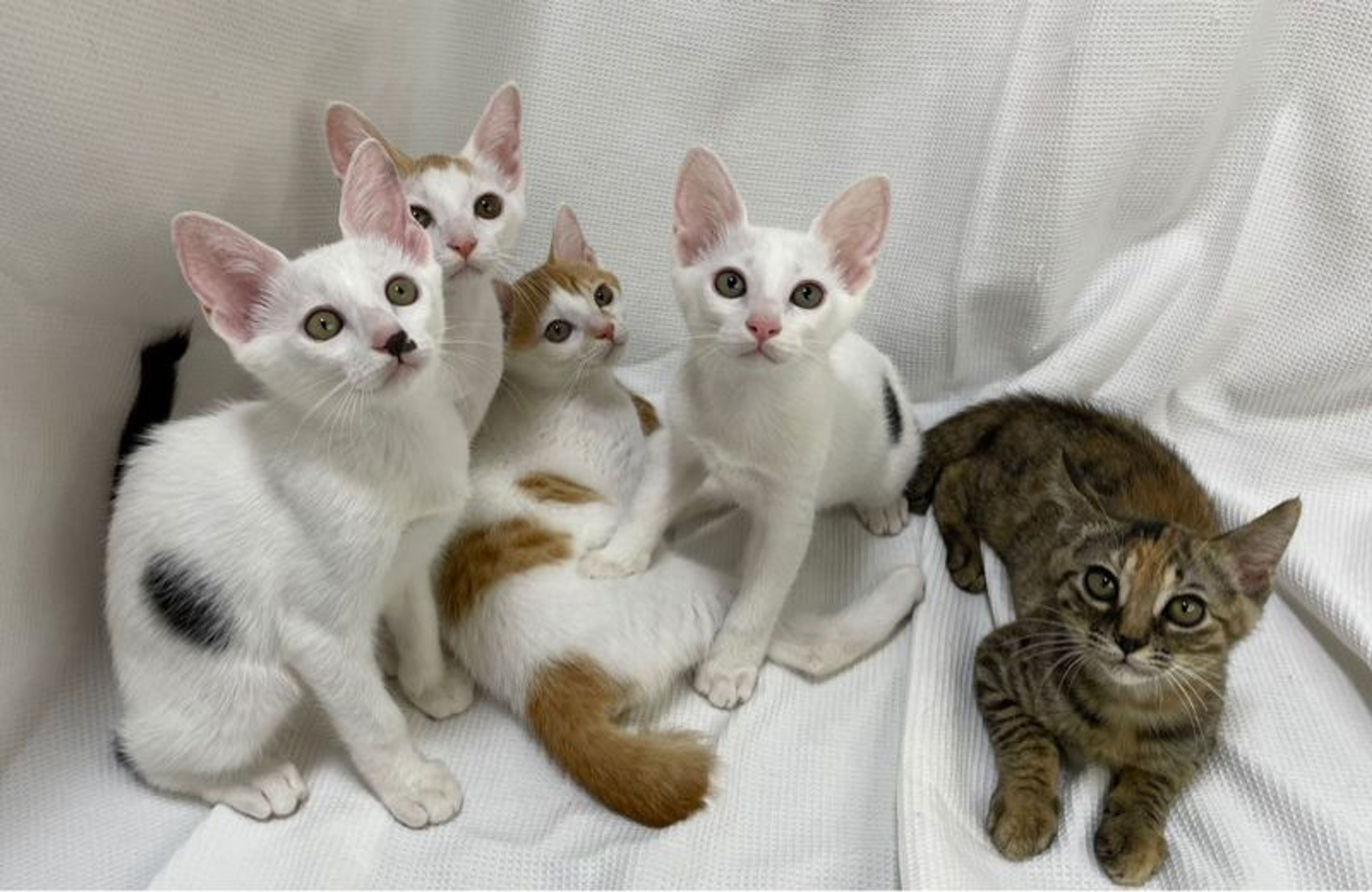 pet-image-5