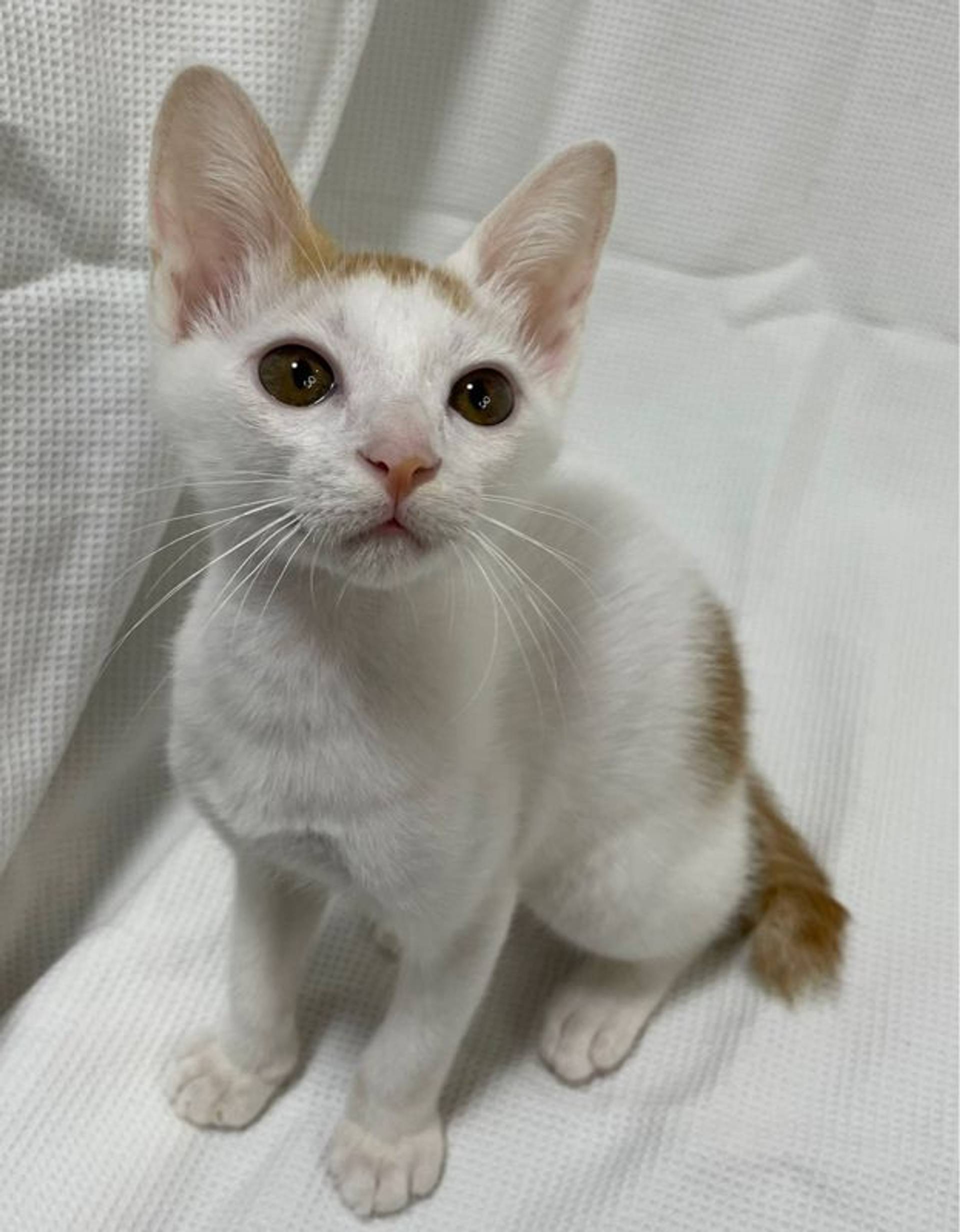 雑種（ミックス猫）・オスの里親募集の写真