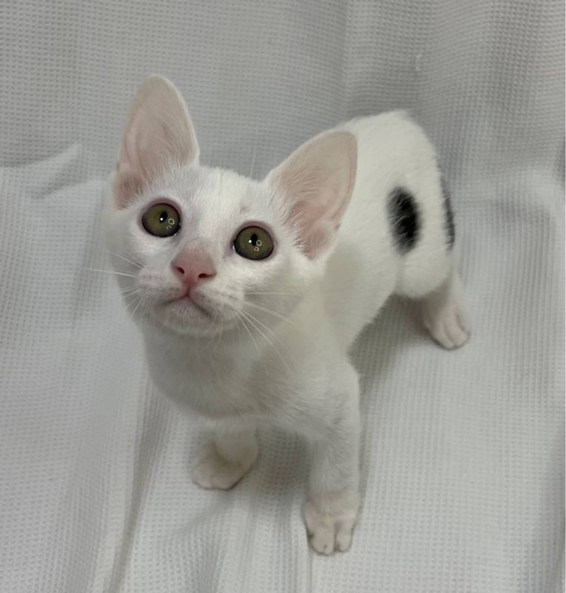 雑種（ミックス猫）・メスの里親募集の写真