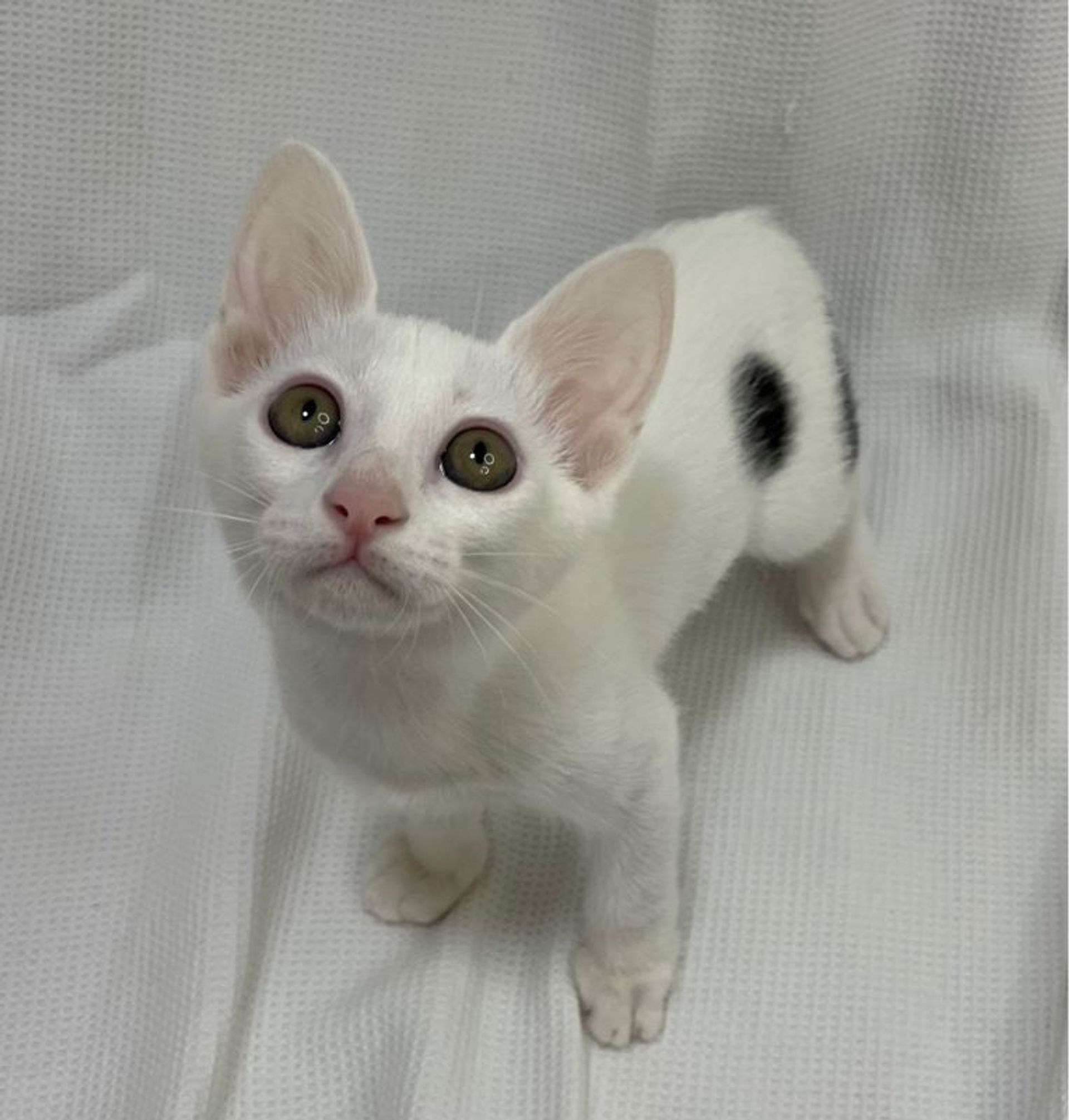 雑種（ミックス猫）・メスの里親募集の写真