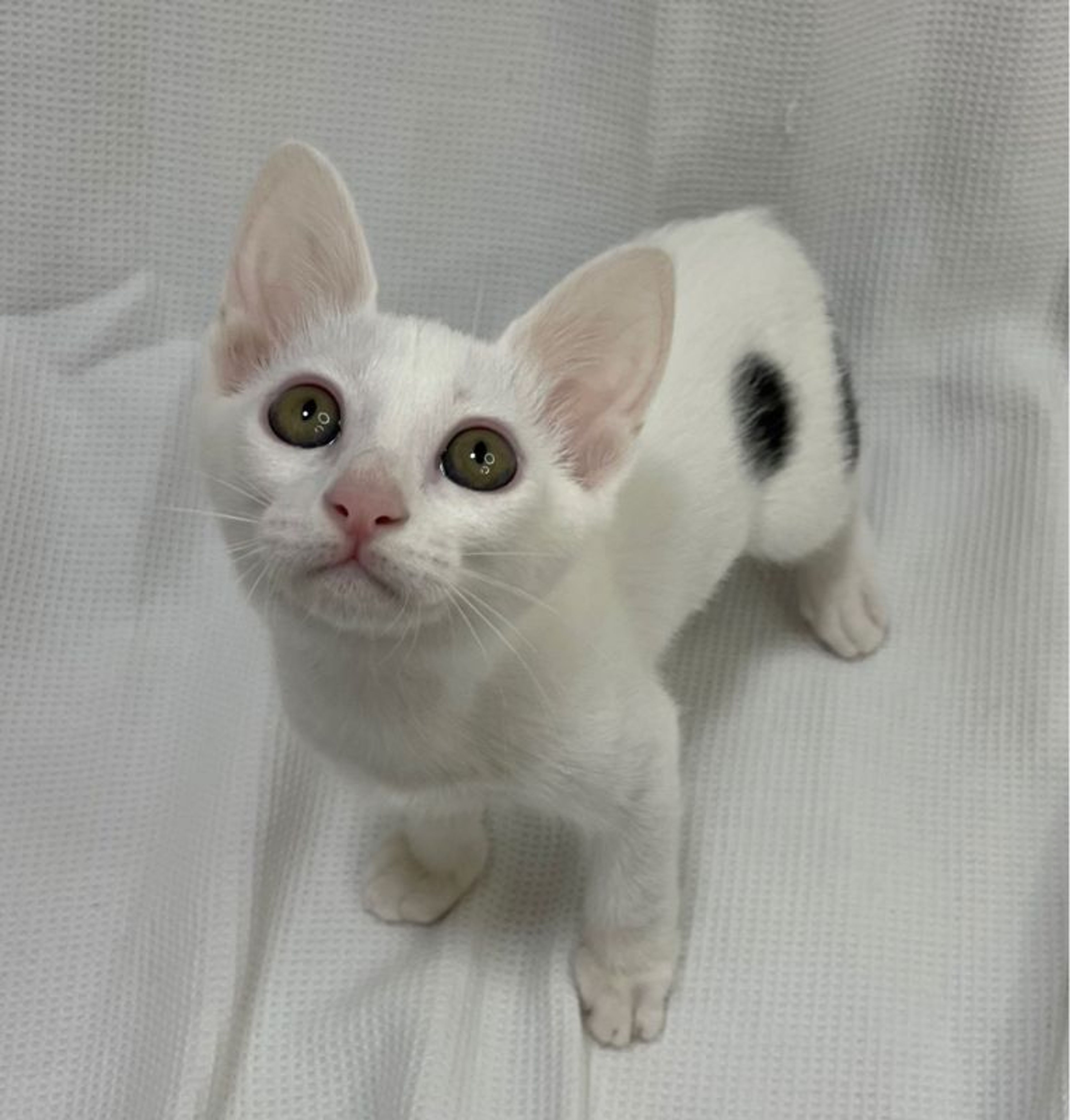 雑種（ミックス猫）・メスの里親募集の写真