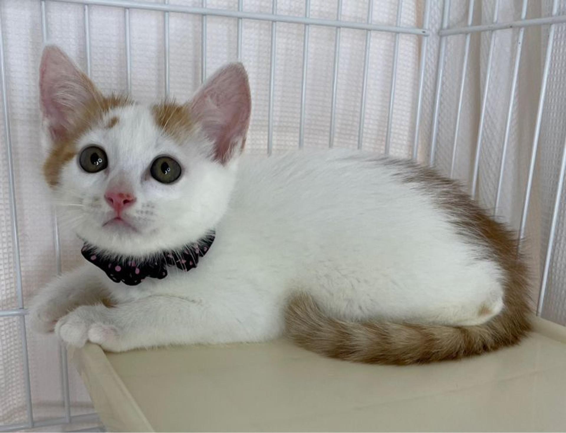 pet-image-3